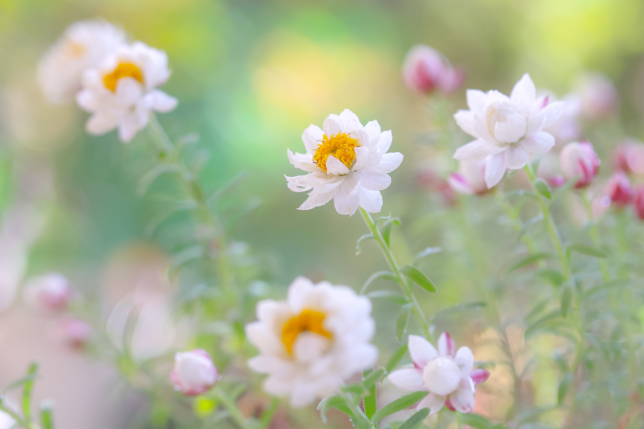 Canon EOS 760D (EOS Rebel T6s / EOS 8000D) sample photo. Pink paper daisy．it is rustling as its name suggests. photography