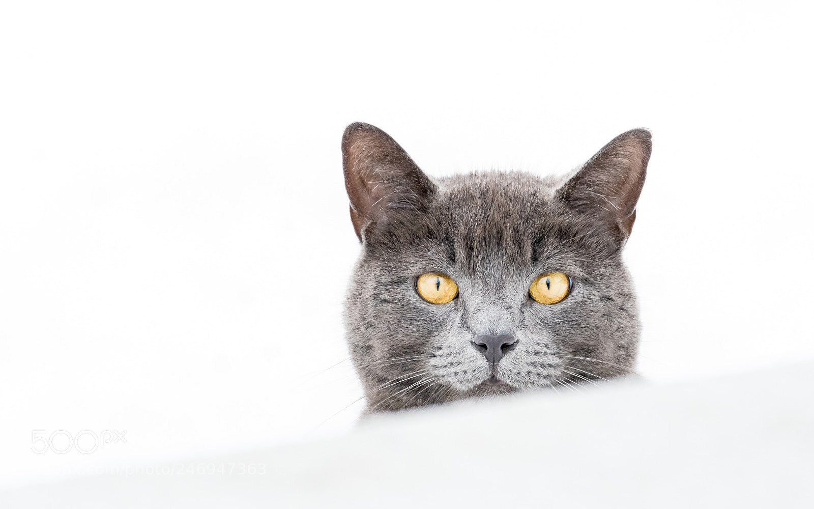 Nikon D500 sample photo. Snow cat photography