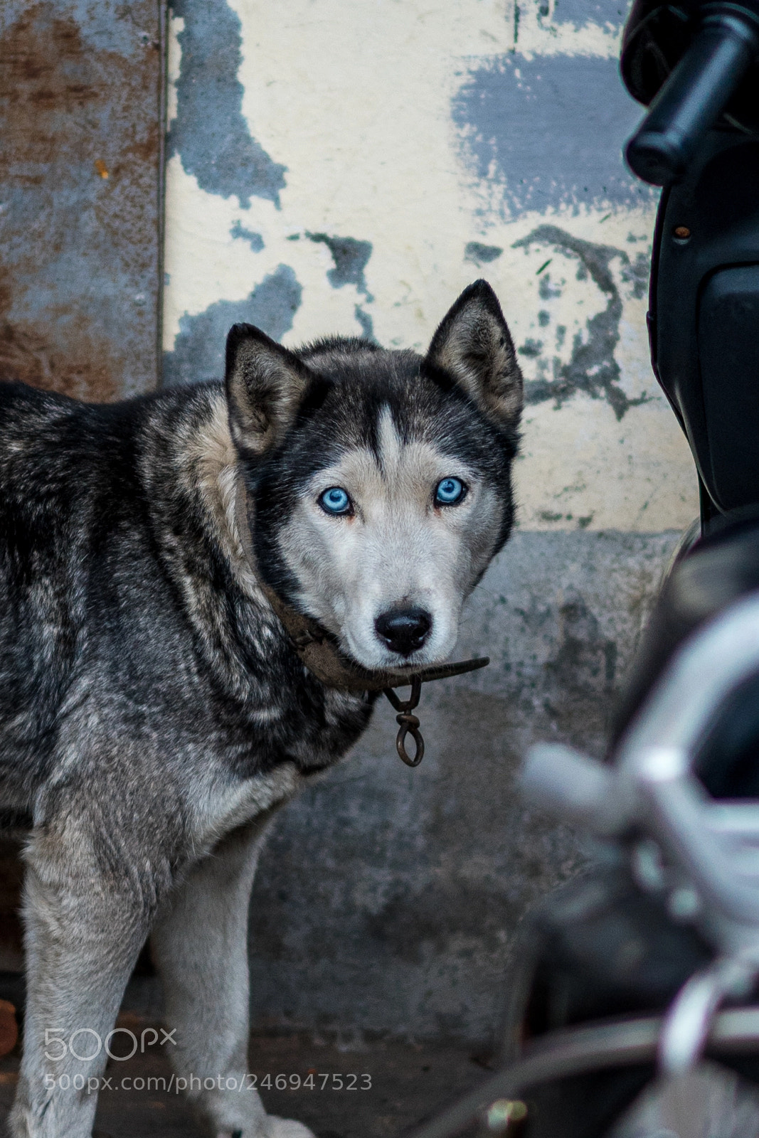 Sony a7 II sample photo. Year of the dog photography