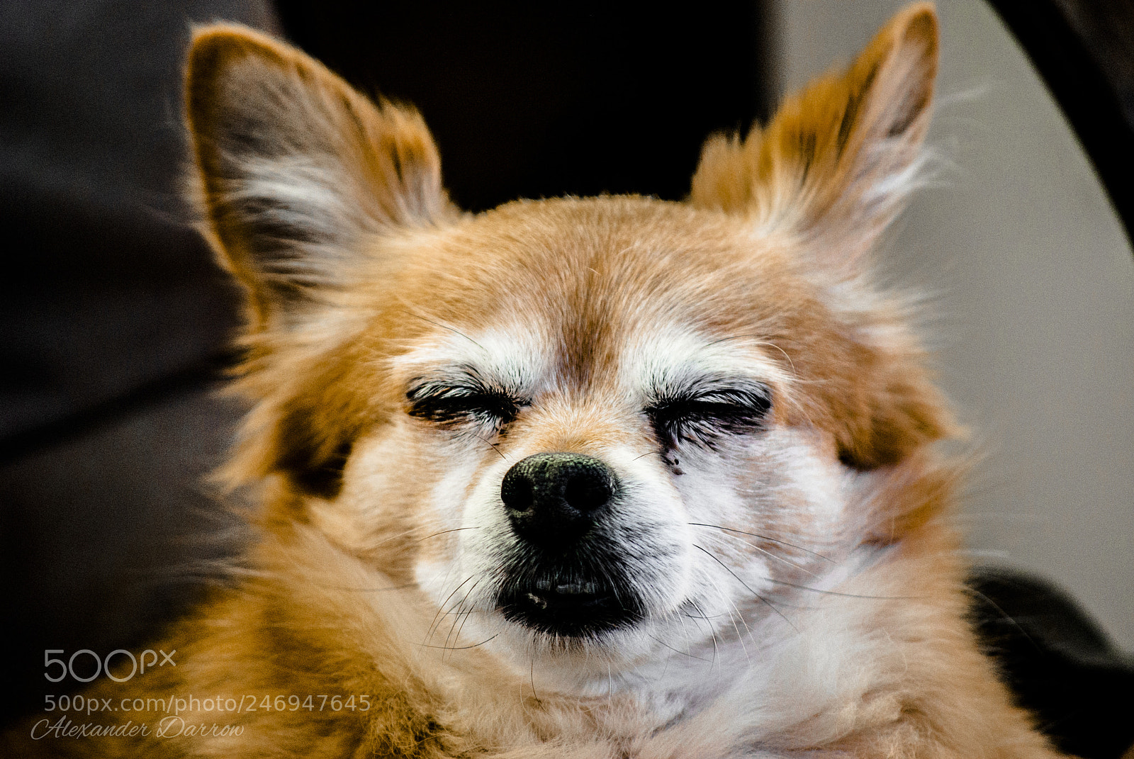 Nikon D60 sample photo. Sleepy bandit photography
