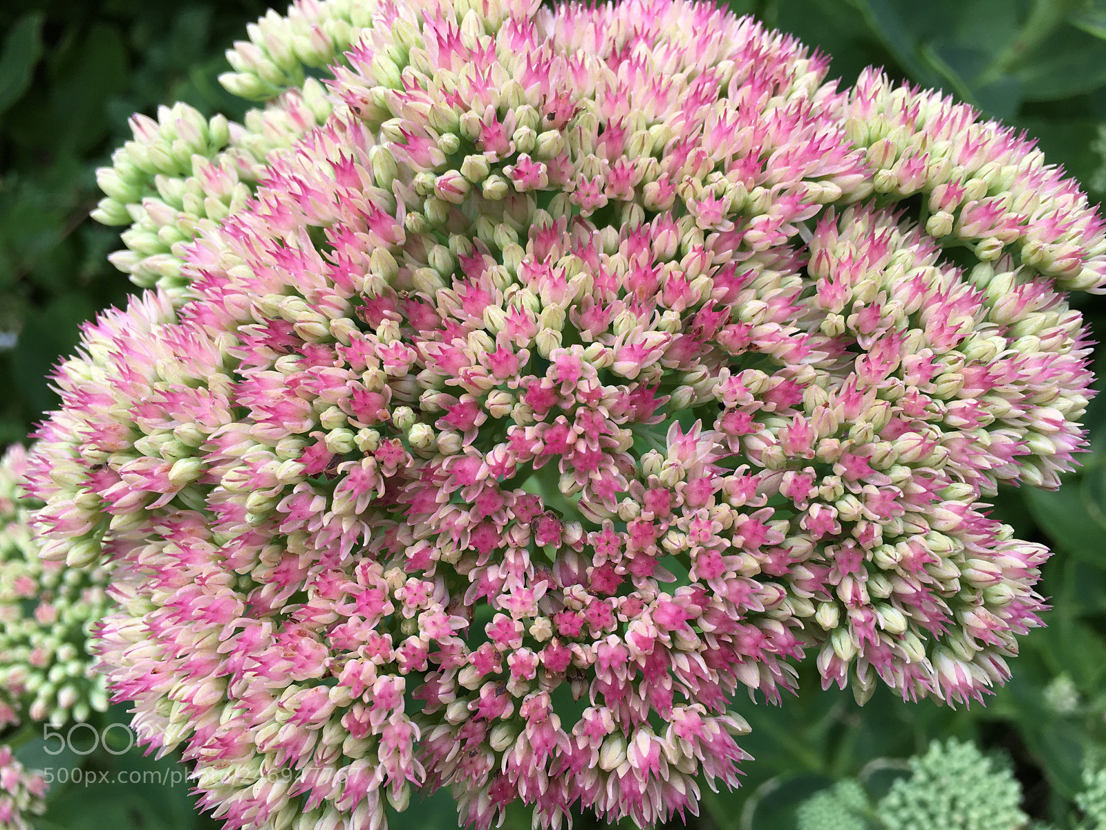 Apple iPhone 6s Plus sample photo. Flower-de-bavaria (©grj 2016-09-04 @15.47) photography