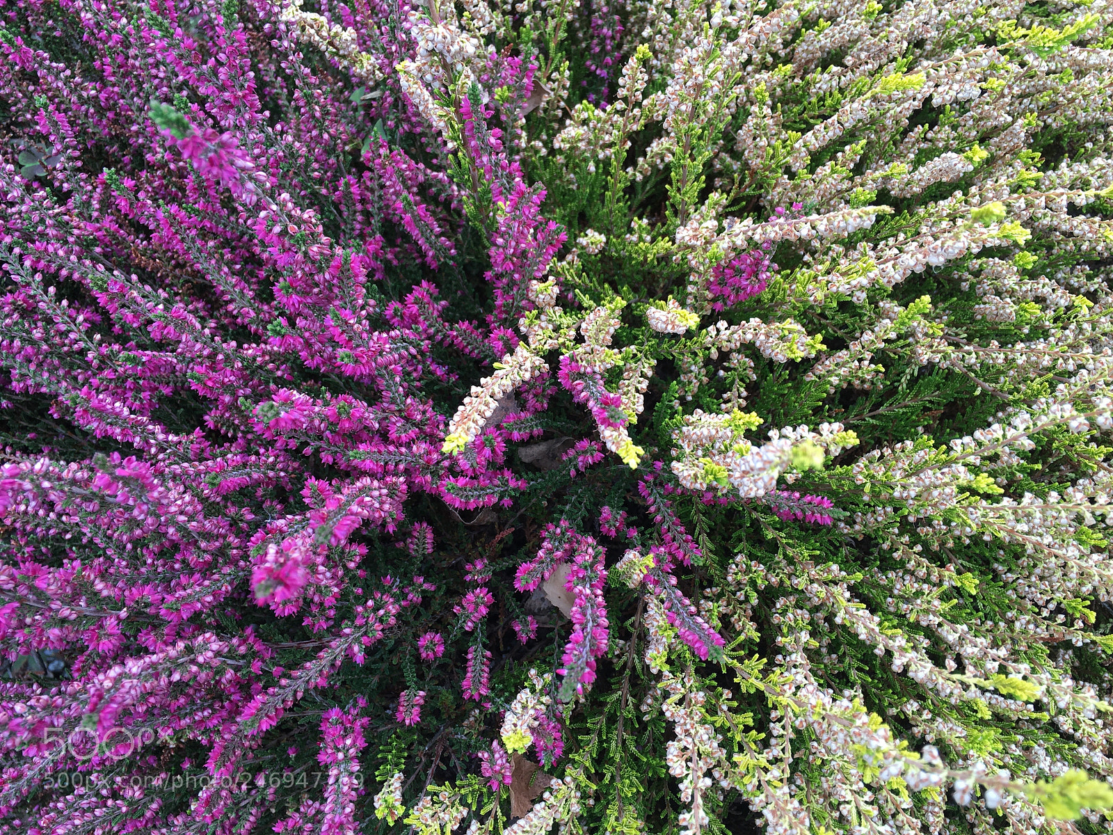 Apple iPhone 6s Plus sample photo. Flower-de-bavaria 2016-09-04 @15.16_1 photography