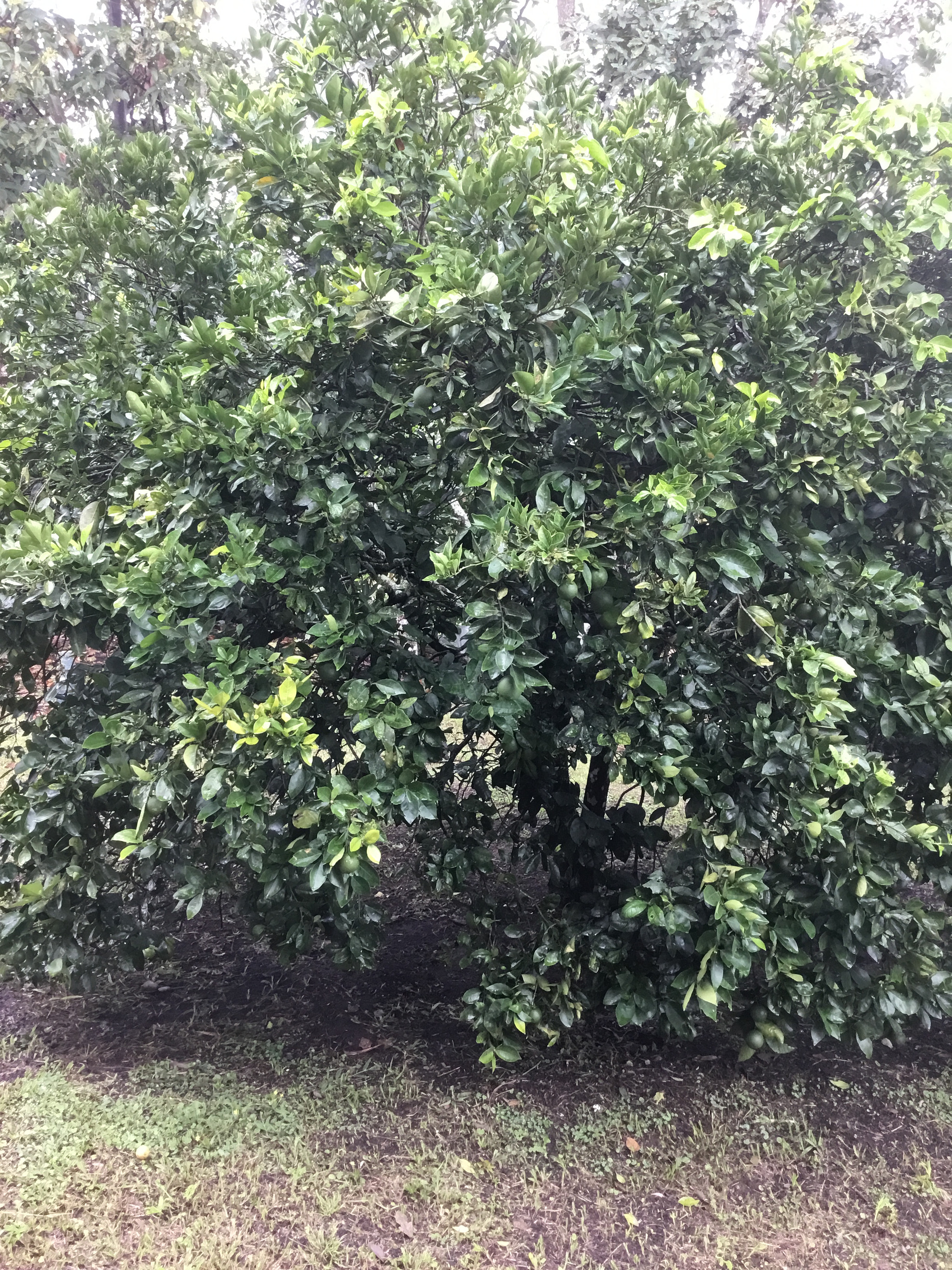 Apple iPad (5th generation) sample photo