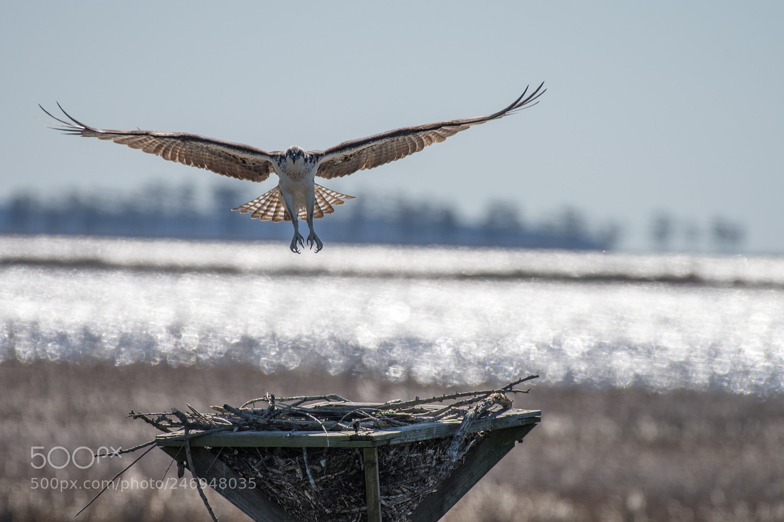 Nikon D500 sample photo. Mating season for osprey photography