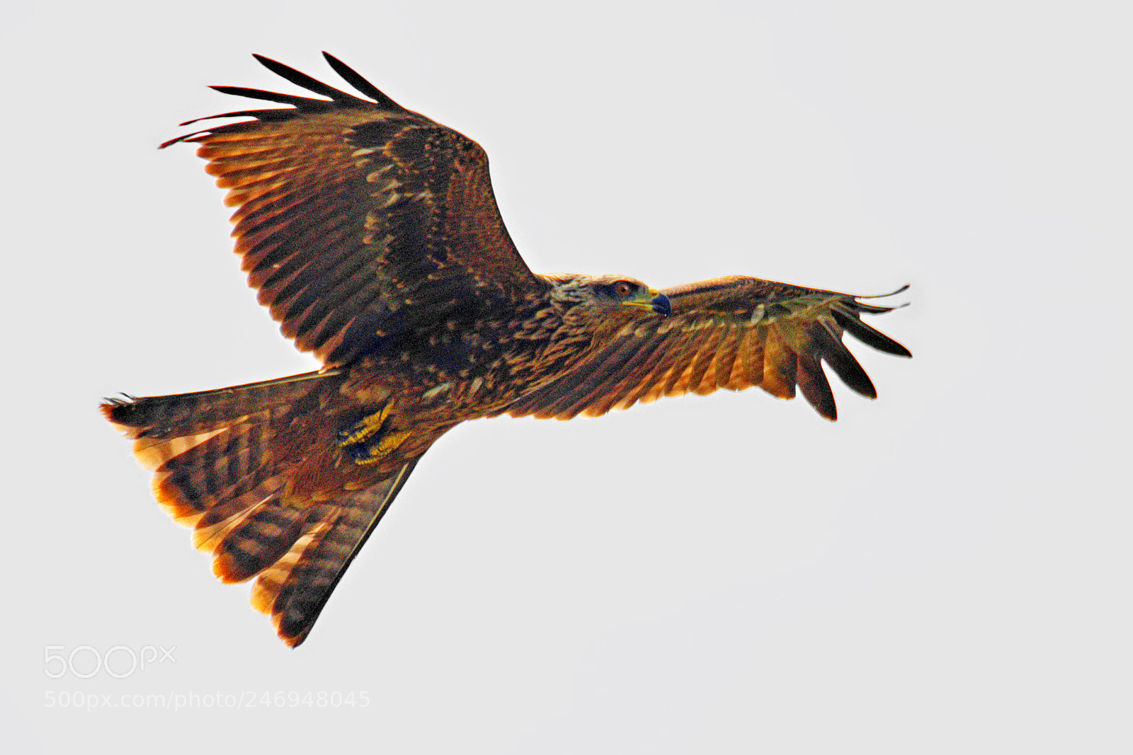 Nikon D500 sample photo. The black kite photography