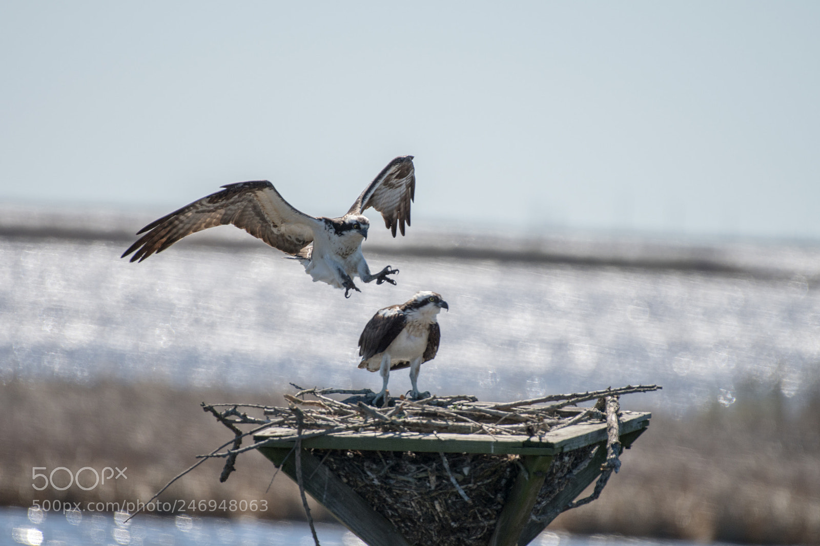 Nikon D500 sample photo. Mating season for osprey photography