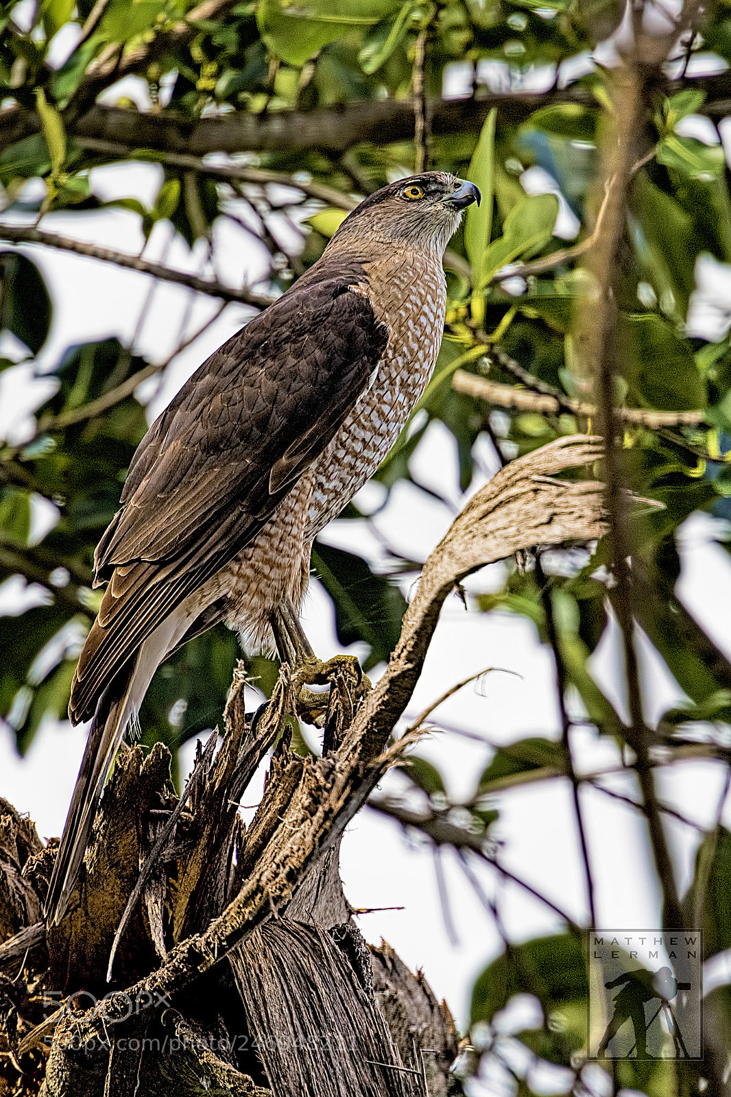 Nikon D810 sample photo. Raptor photography