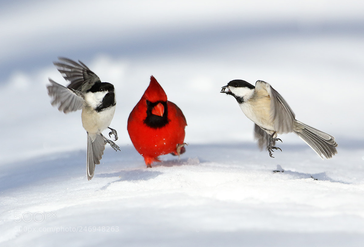 Canon EOS 7D Mark II sample photo. Three's a crowd photography