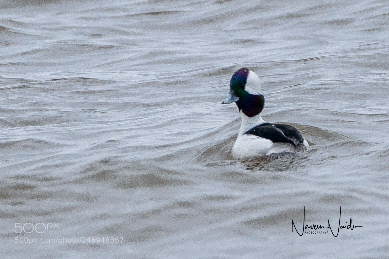 Nikon D800 sample photo. Male bufflehead photography