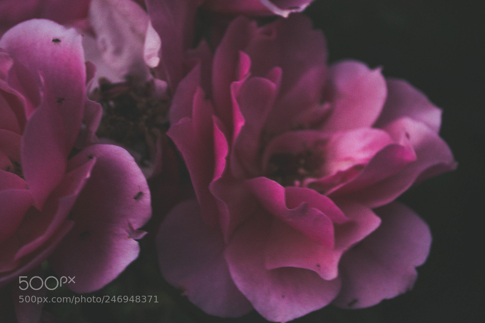 Nikon D3100 sample photo. Flor photography