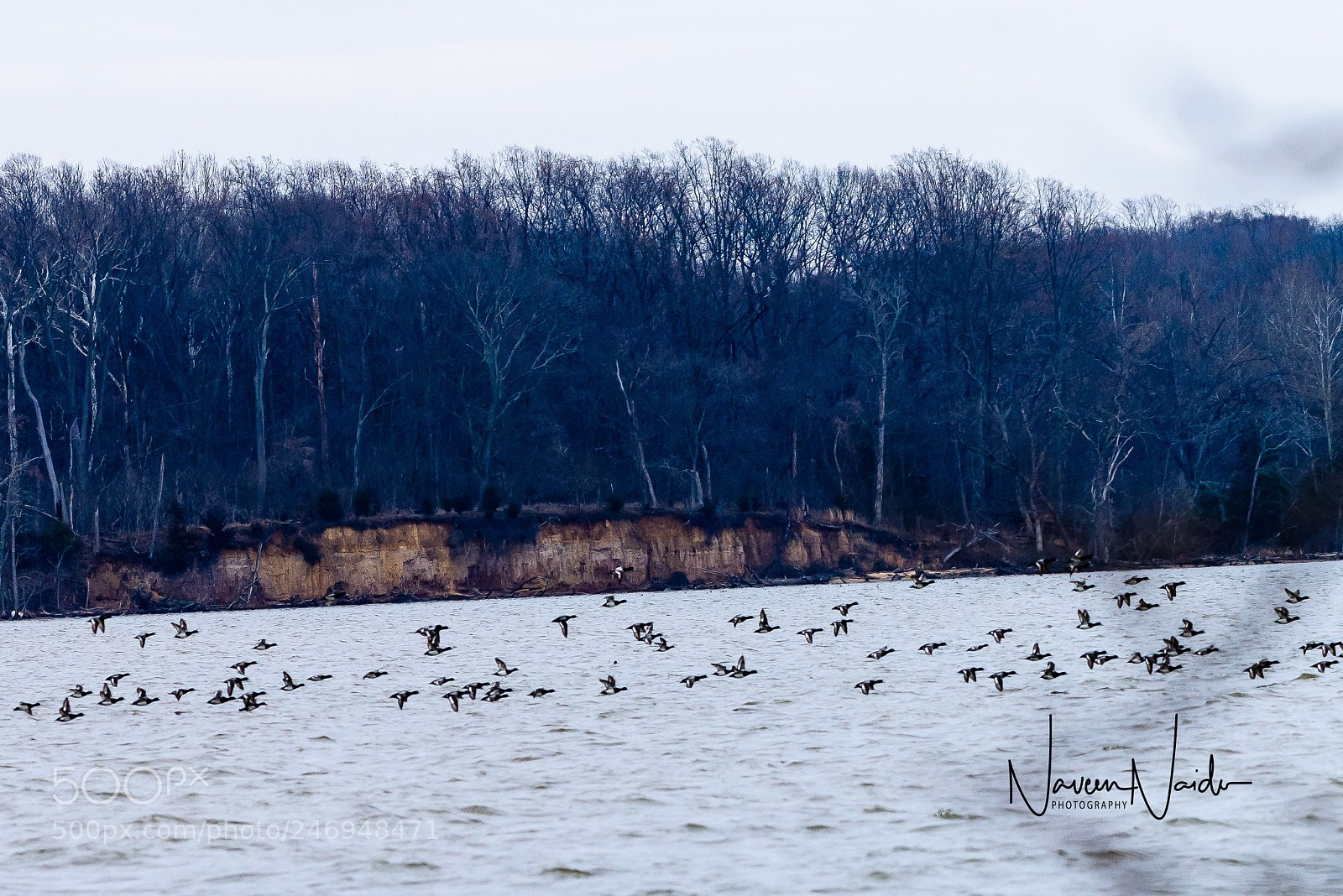 Nikon D800 sample photo. Ducks in flight photography
