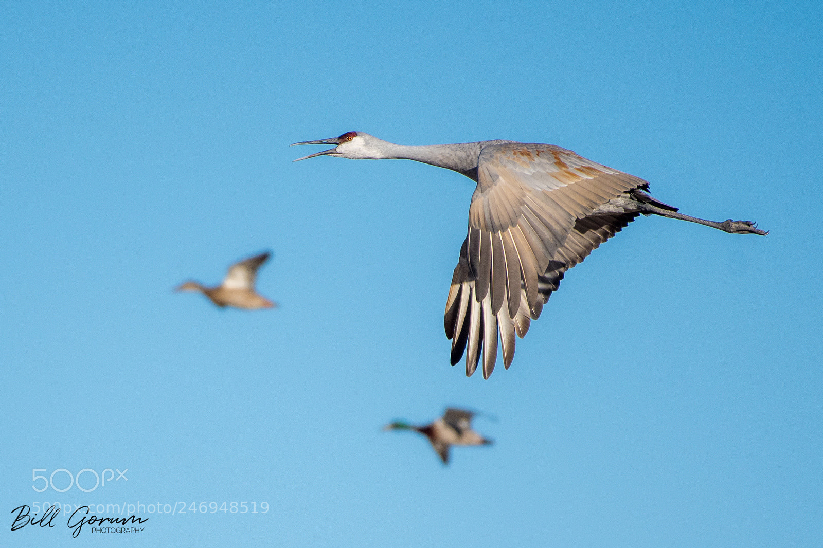 Nikon D500 sample photo. Sandhill crane and mallards photography