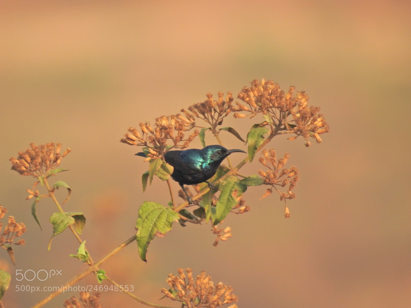Nikon Coolpix P900 sample photo. Purple sunbird photography