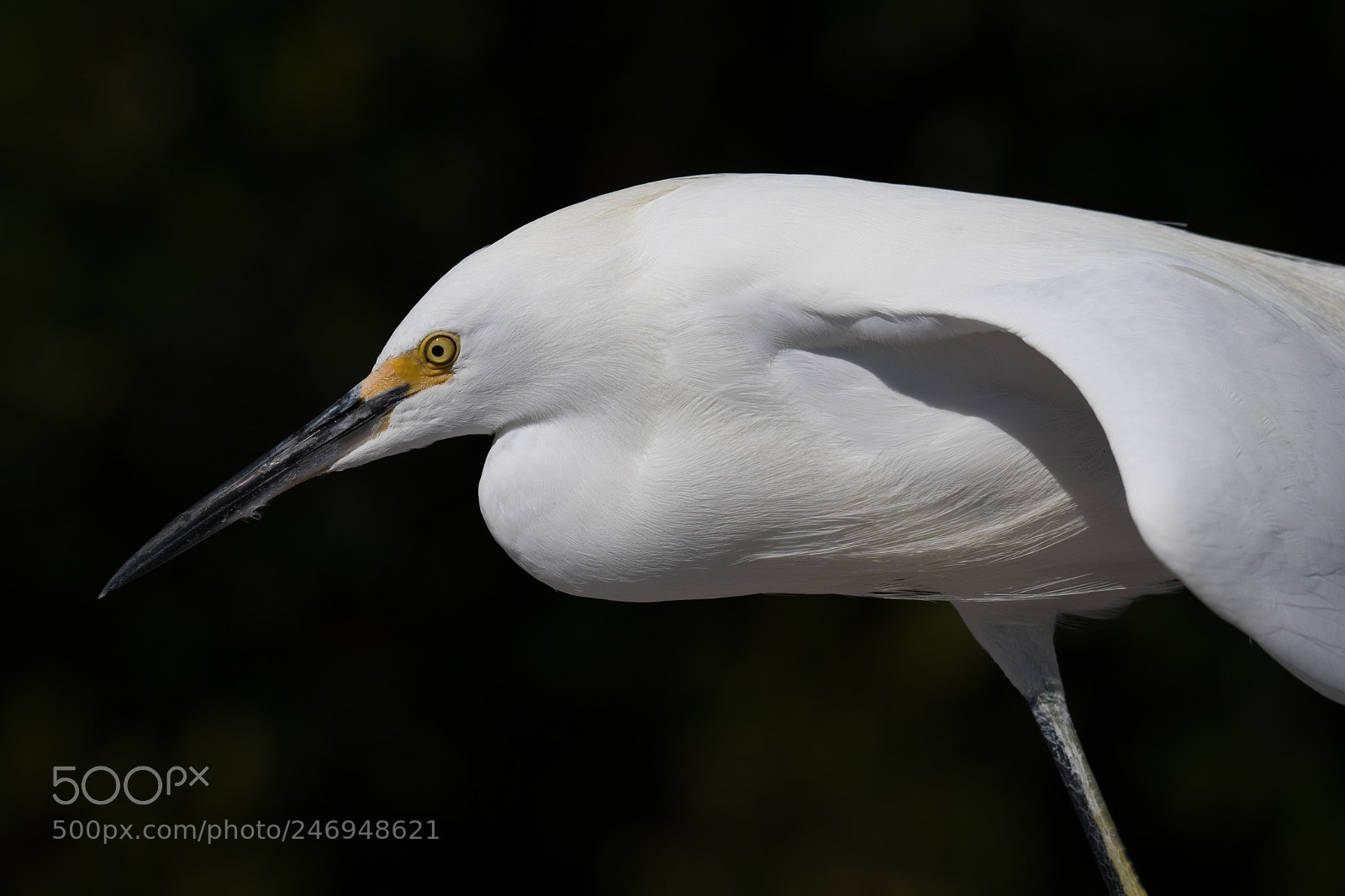 Nikon D500 sample photo. Egret pose photography