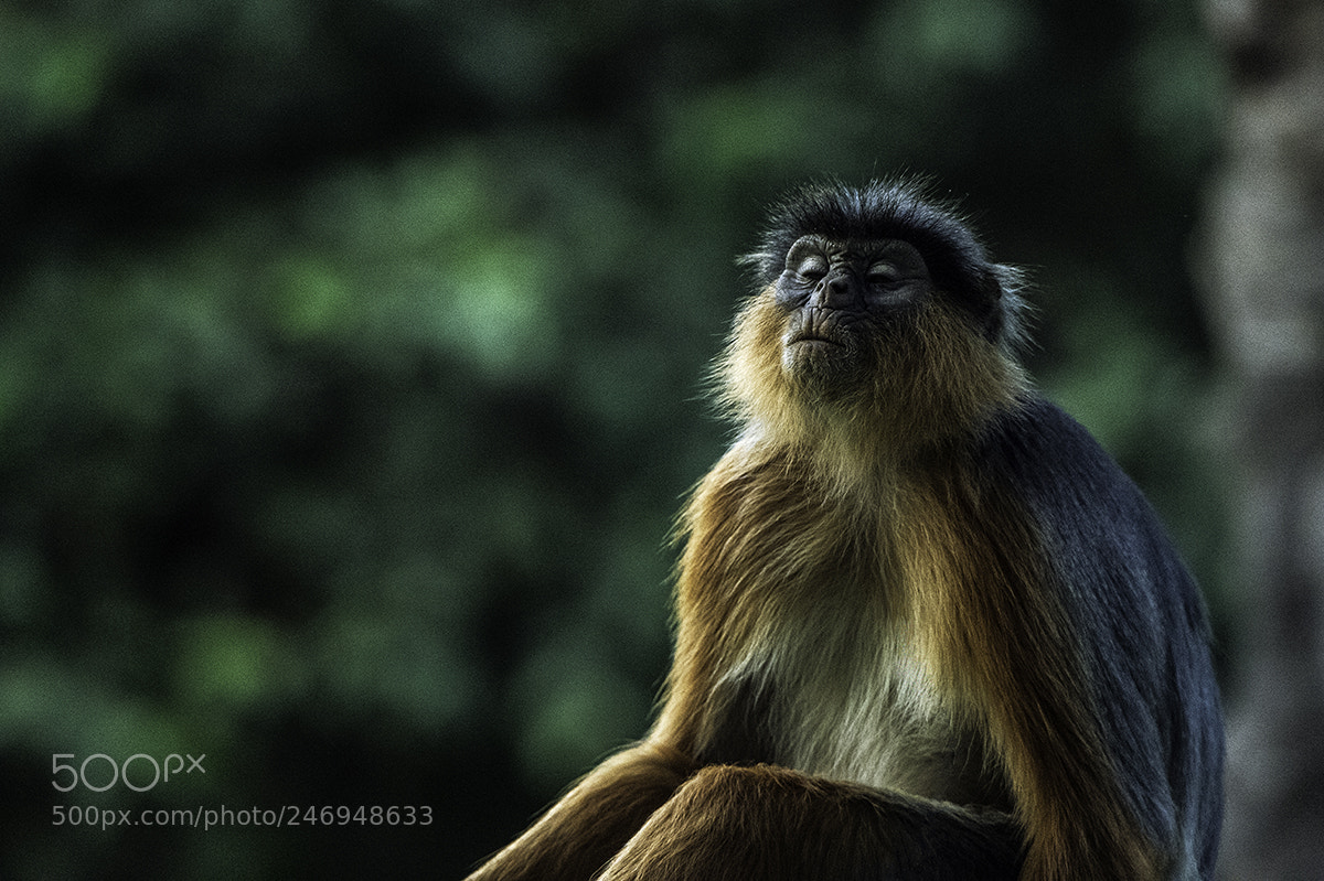Nikon D4S sample photo. Western red colobus monkey photography