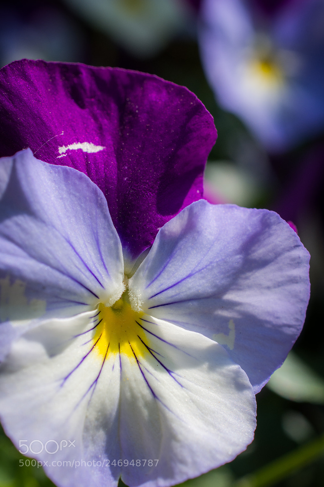 Nikon D7100 sample photo. 3444 photography