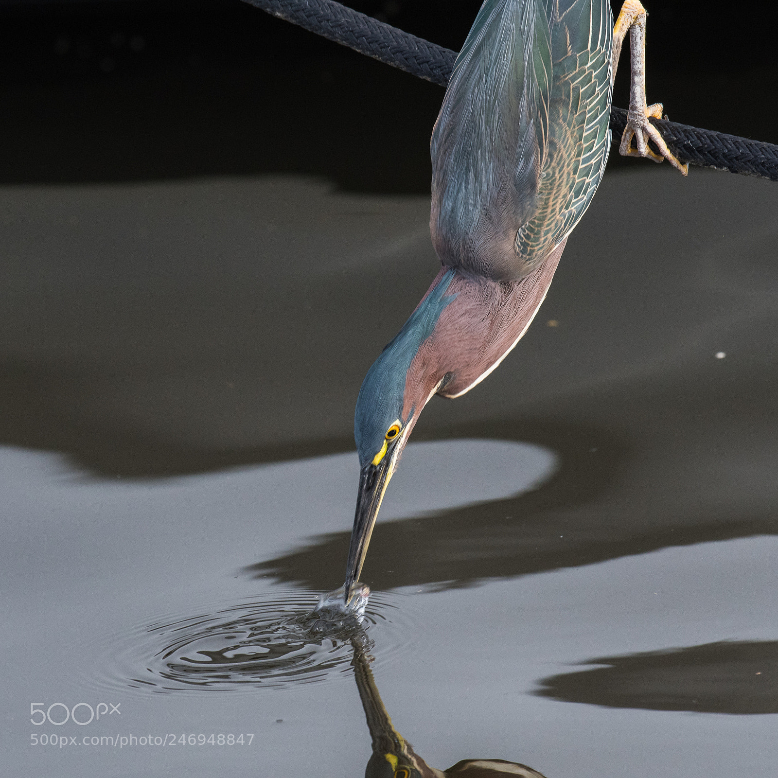 Nikon D500 sample photo. Green heron catching supper. photography