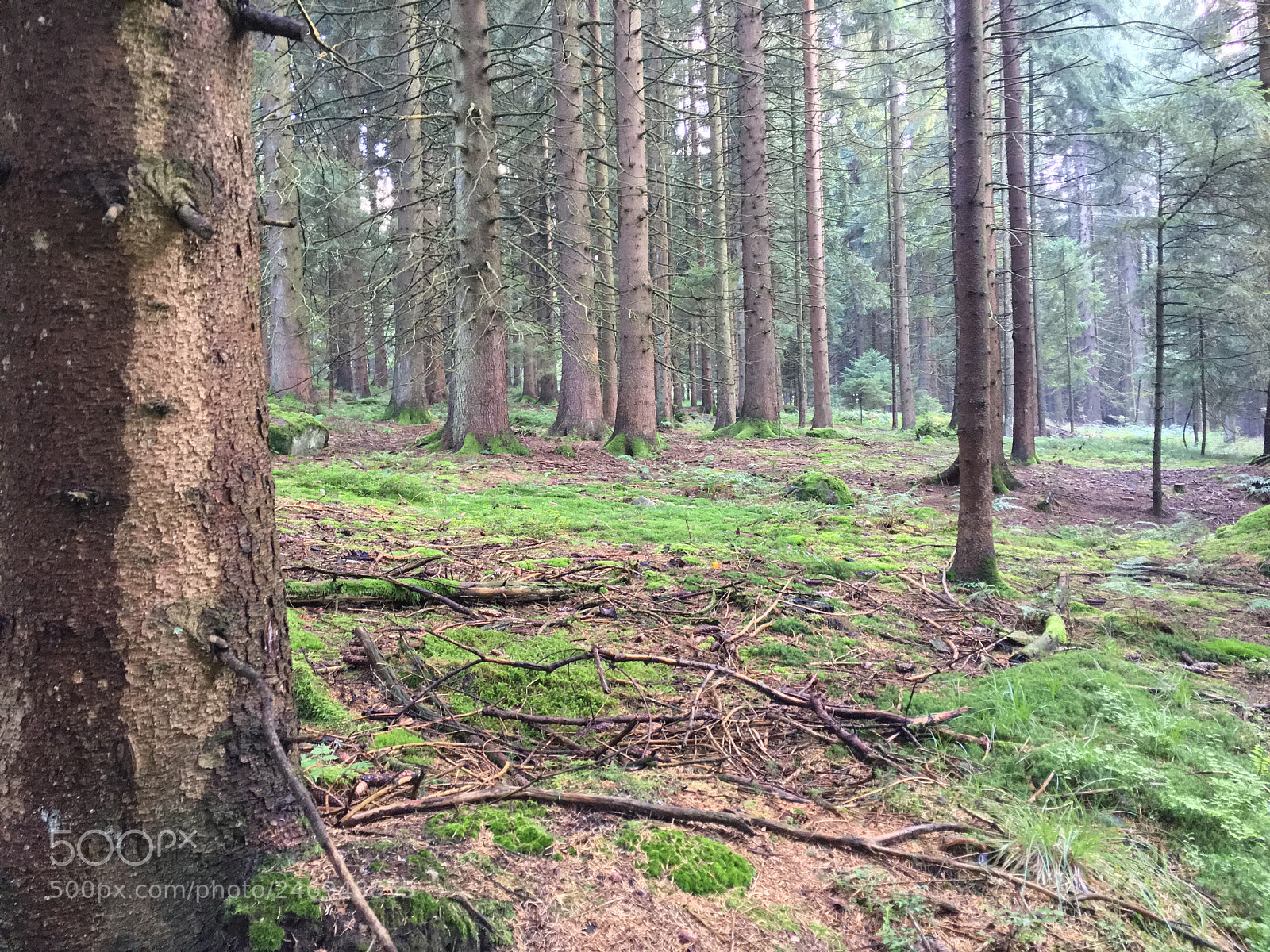 Apple iPhone 6s Plus sample photo. Forest-de-bavaria-kollnburg grj 2016-08-29 17.44 photography