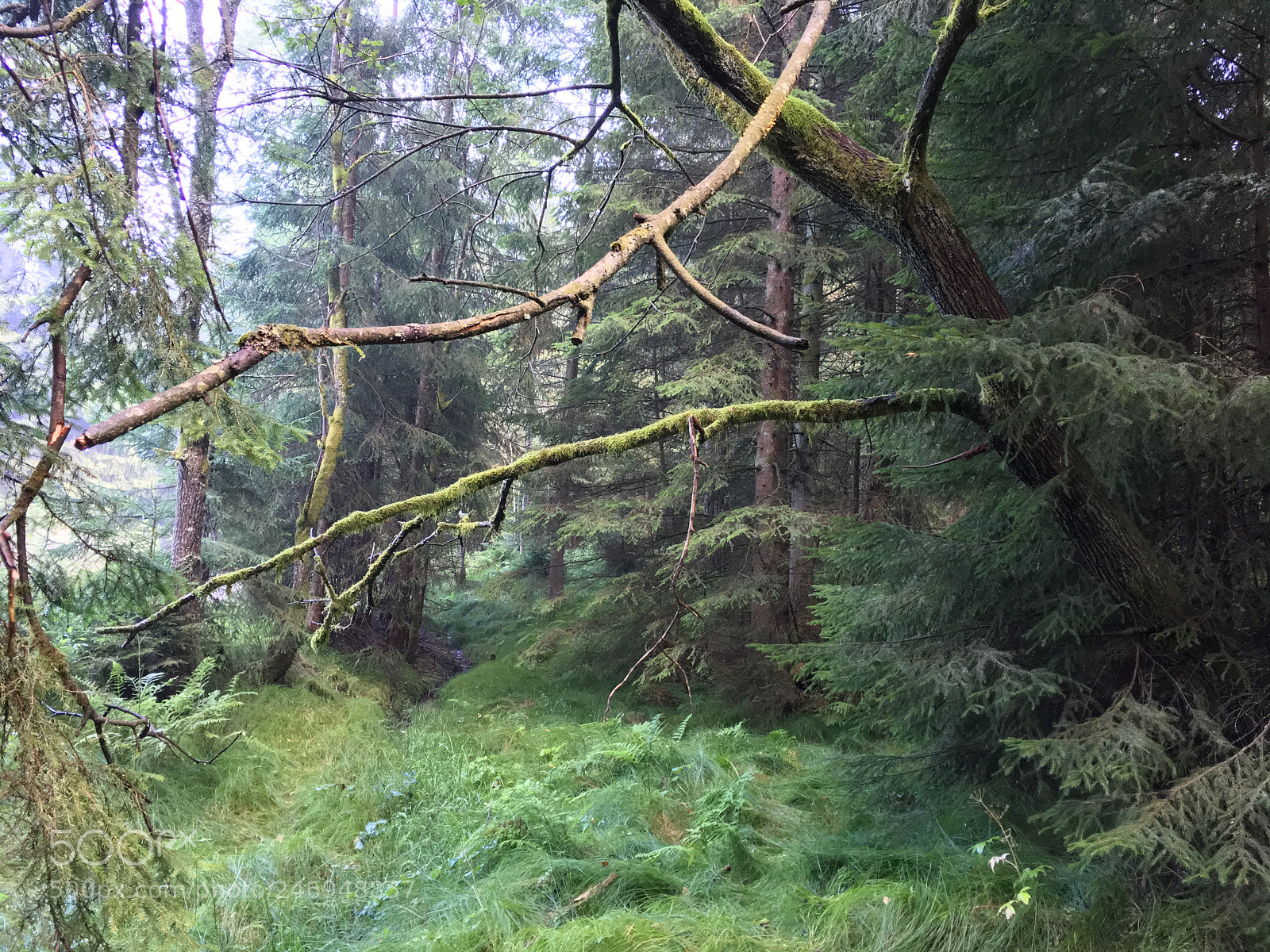 Apple iPhone 6s Plus sample photo. Forest de bavaria kollnburg photography