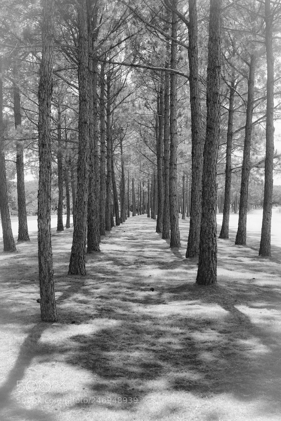 Nikon D7100 sample photo. Trees 4123 photography