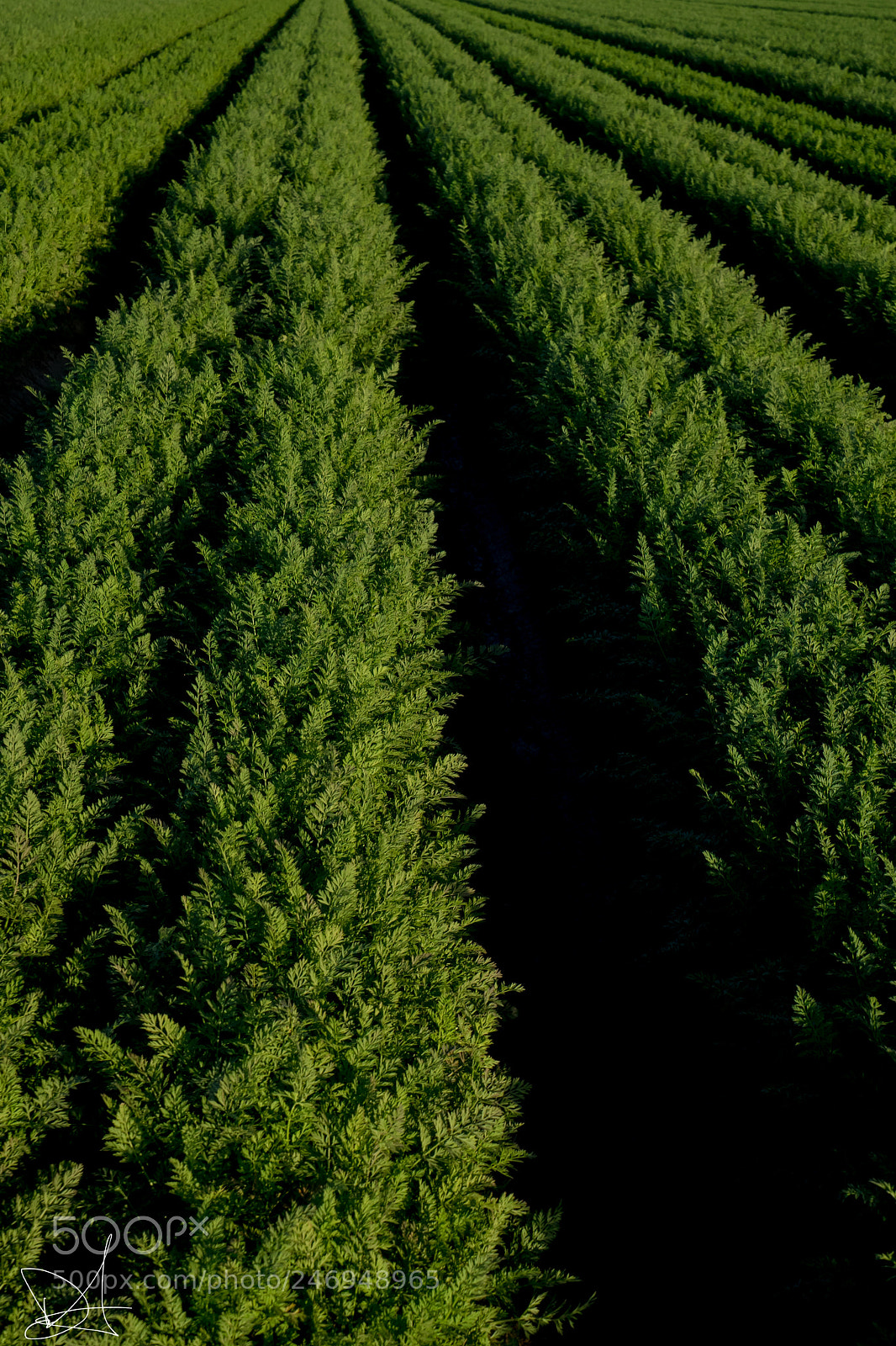 Sony a7 II sample photo. Carrot farm photography
