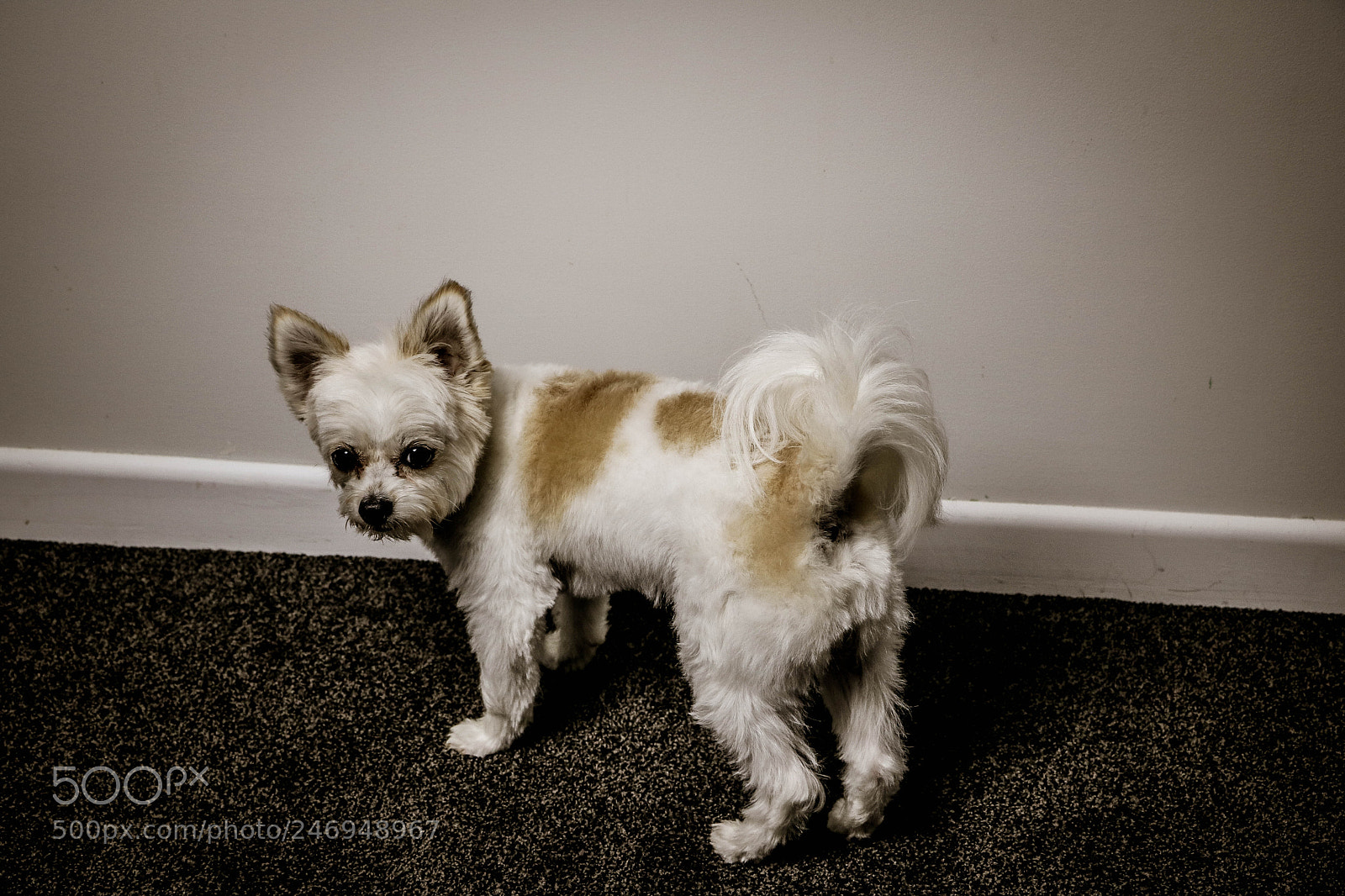 Canon EOS 760D (EOS Rebel T6s / EOS 8000D) sample photo. Poser puppy photography
