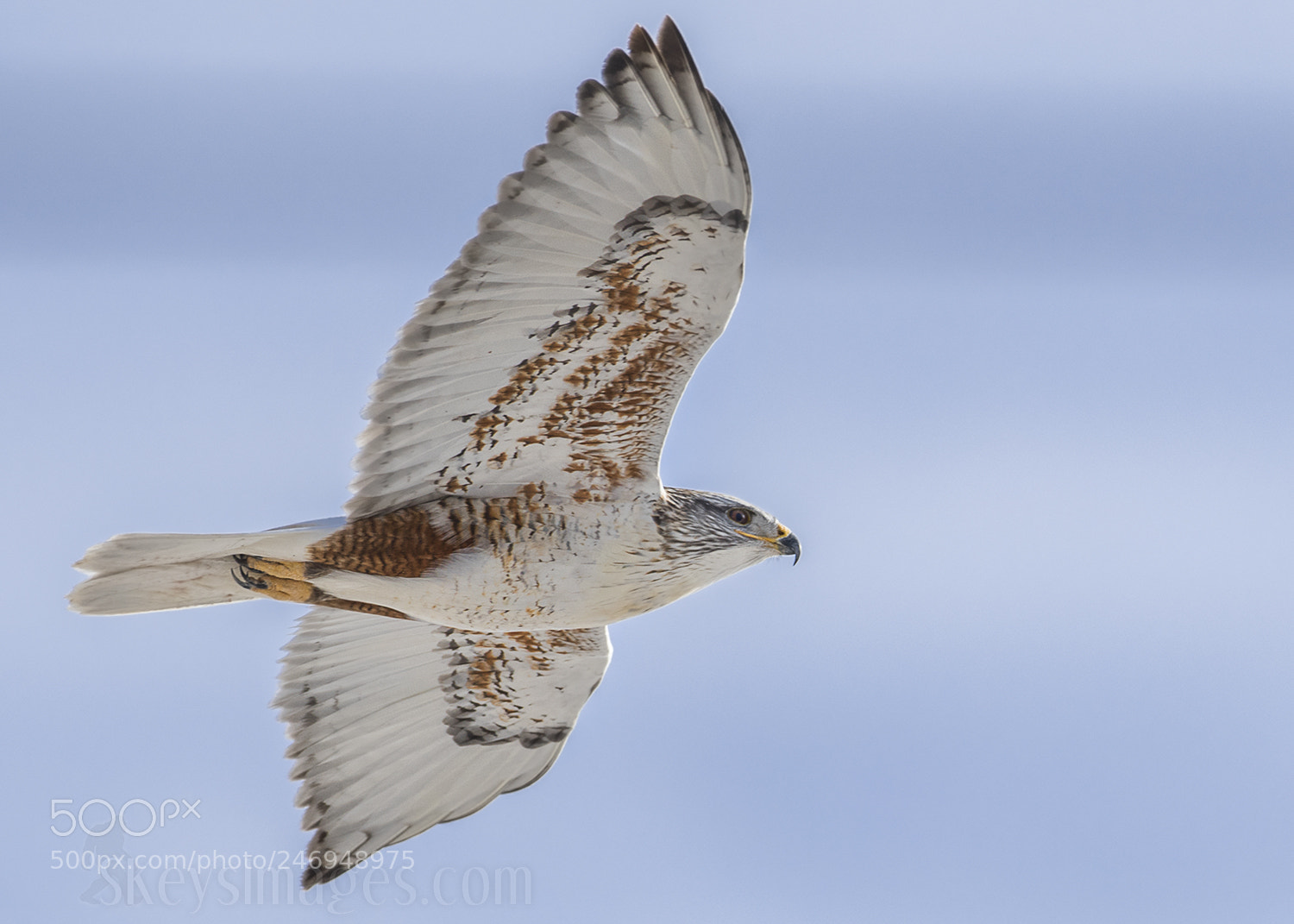 Nikon D500 sample photo. Iron undersides (ferruginous hawk) photography