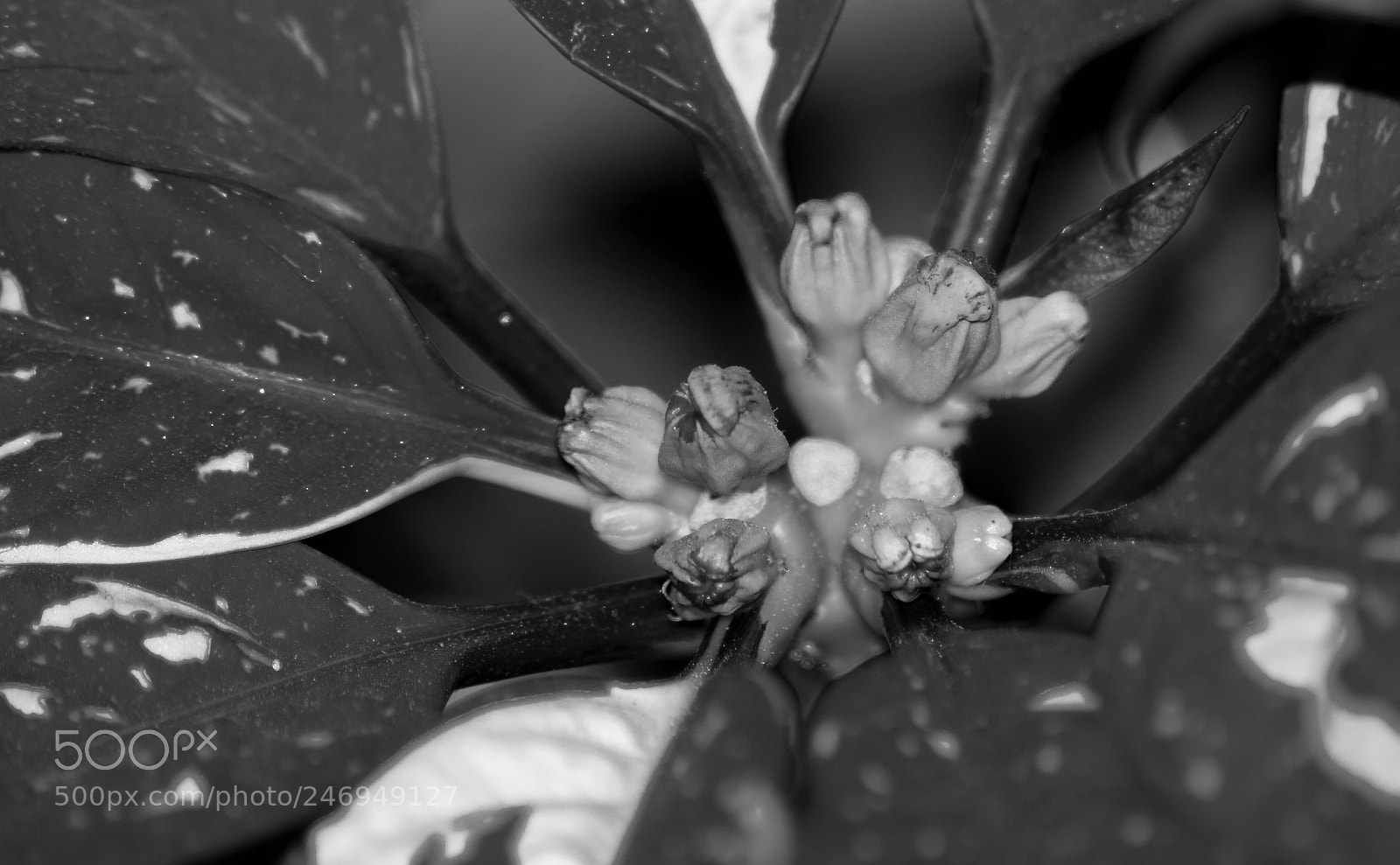 Canon EOS 750D (EOS Rebel T6i / EOS Kiss X8i) sample photo. Untitled photography