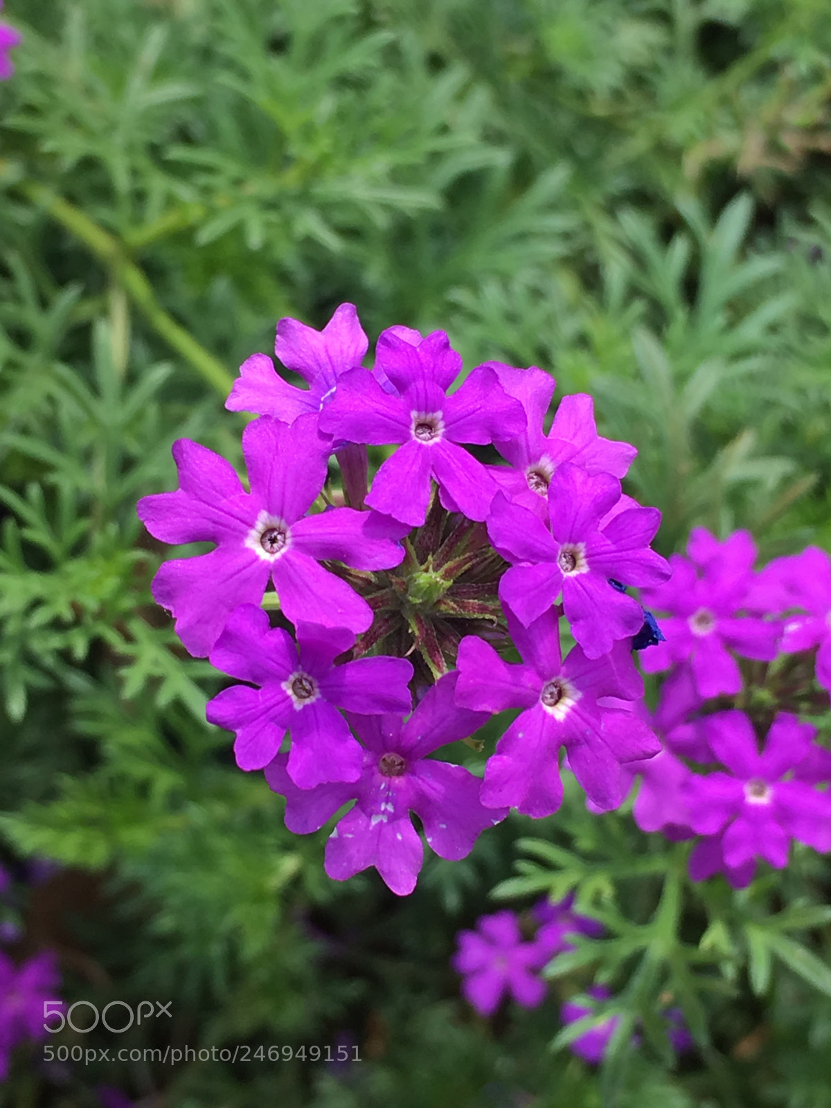 Apple iPhone SE sample photo. Garden photography photography