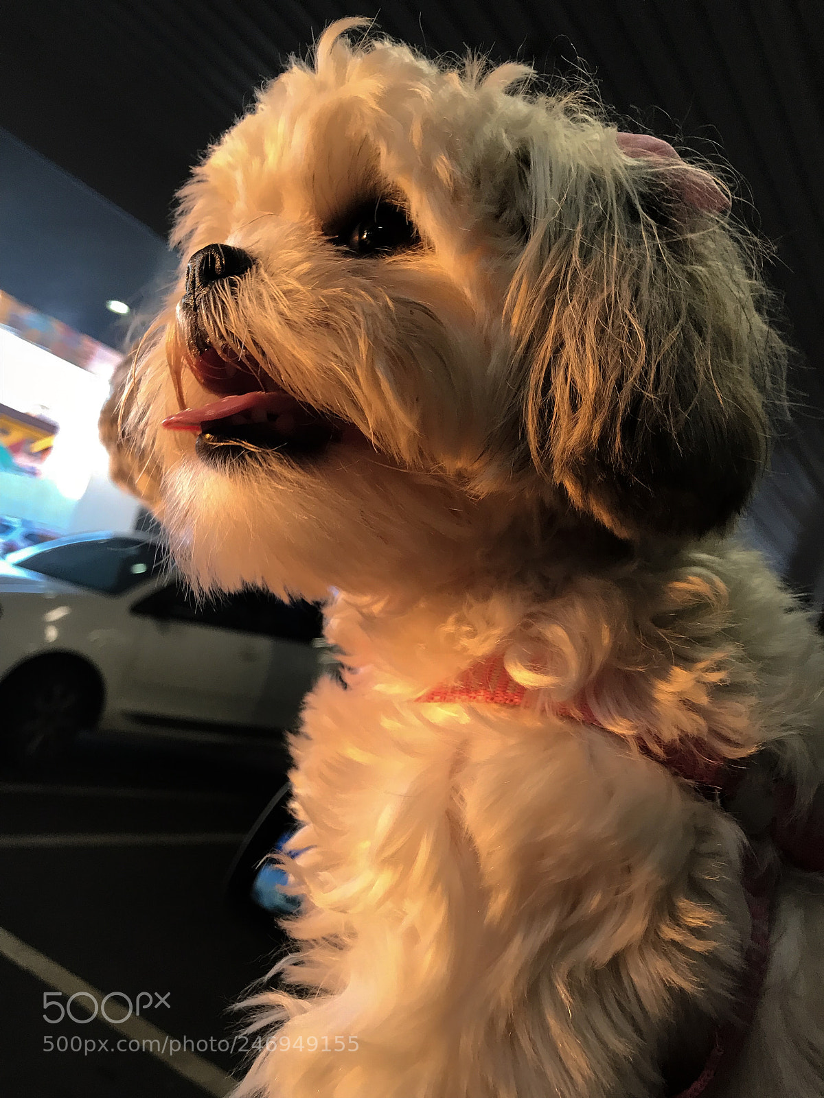 Apple iPhone 7 sample photo. Doggy photography