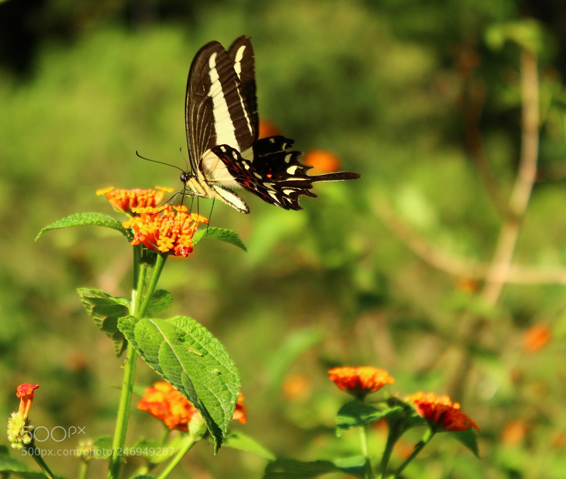 Canon EOS 1300D (EOS Rebel T6 / EOS Kiss X80) sample photo. Parides bunichus photography