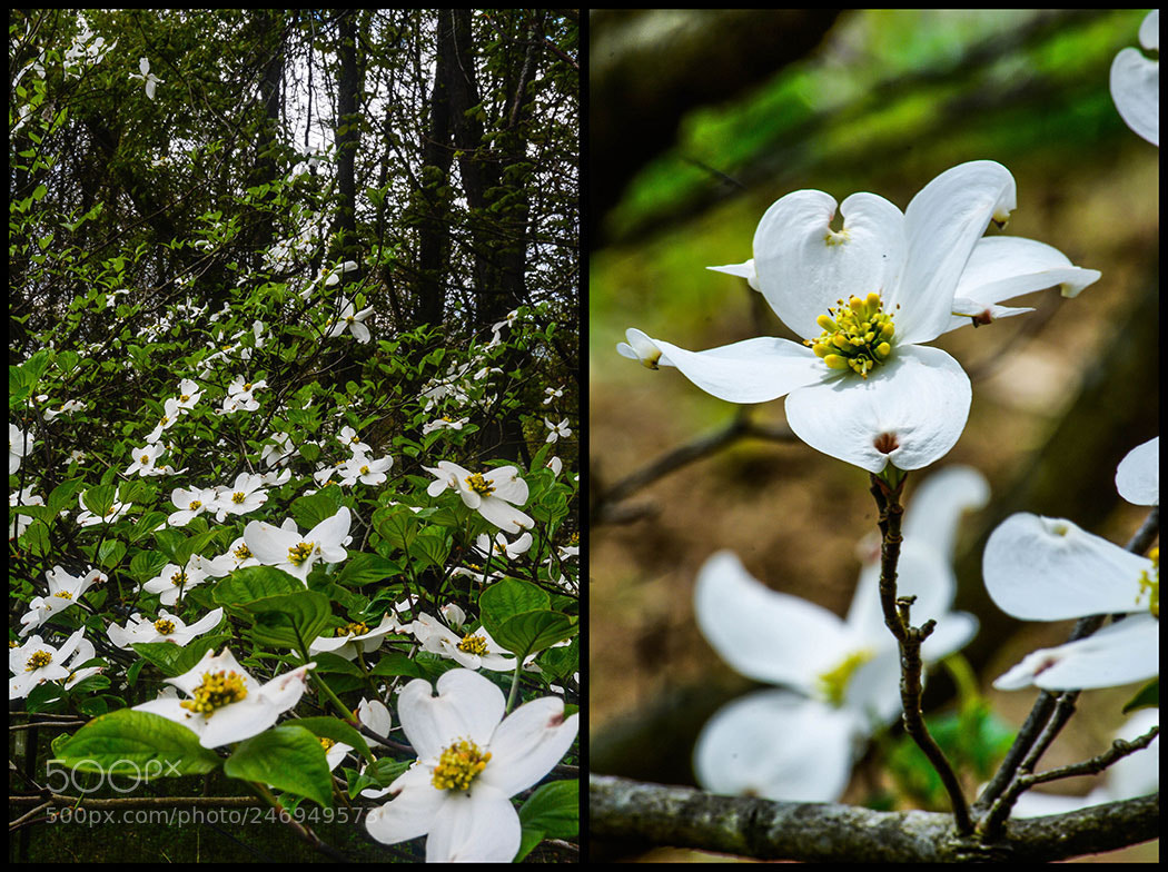 Nikon D5200 sample photo. Climbing flowers photography