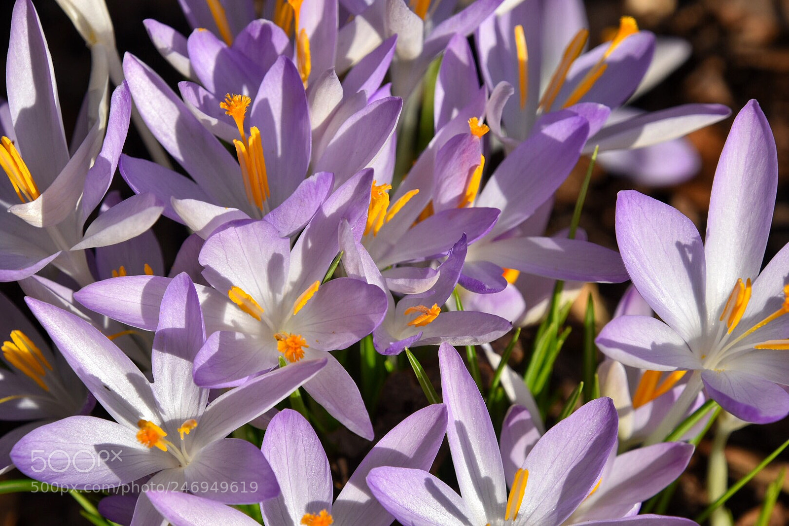 Nikon D5500 sample photo. Spring in february  photography