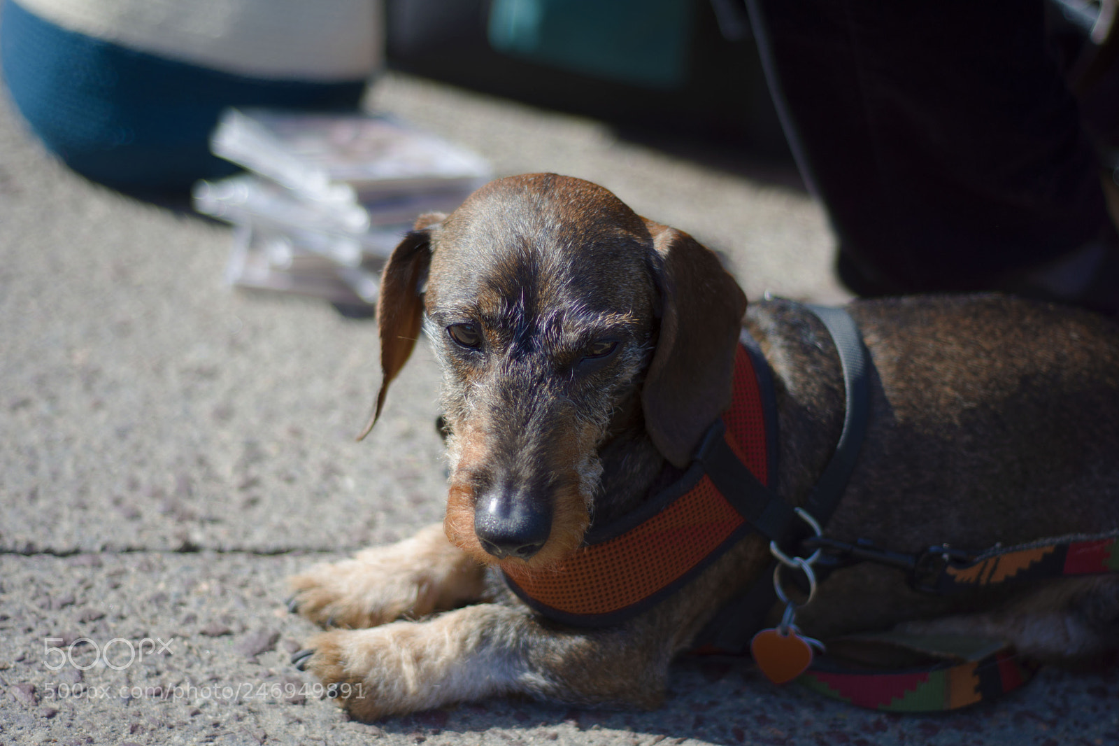 Nikon D7200 sample photo. Pet love photography