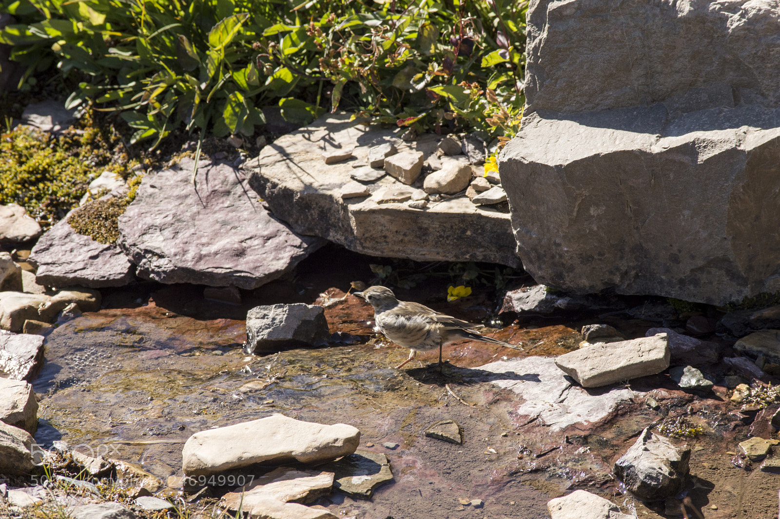 Nikon D3200 sample photo. Bird in stream photography