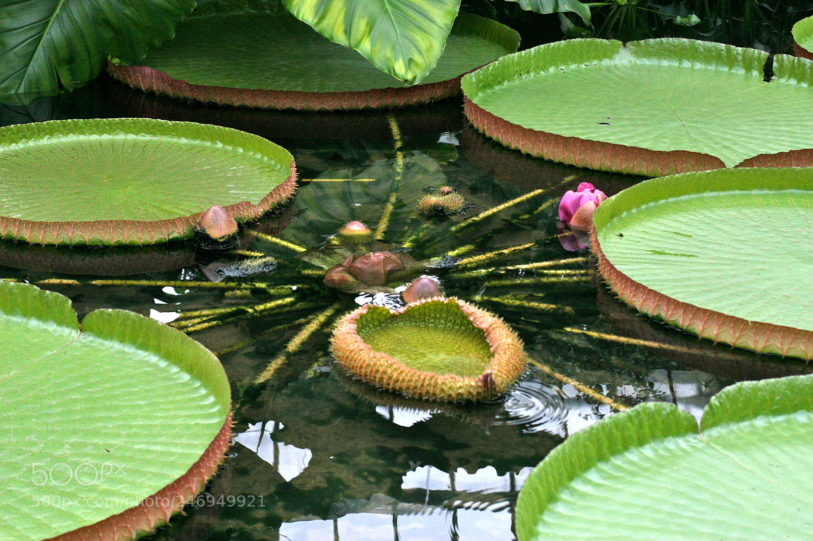 Canon EOS 30D sample photo. Alien lilies photography