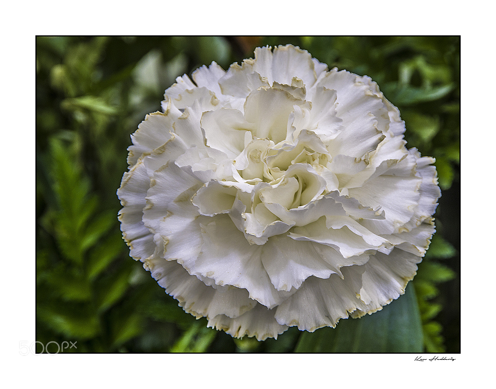 Pentax K-70 sample photo. White carnation #1 photography