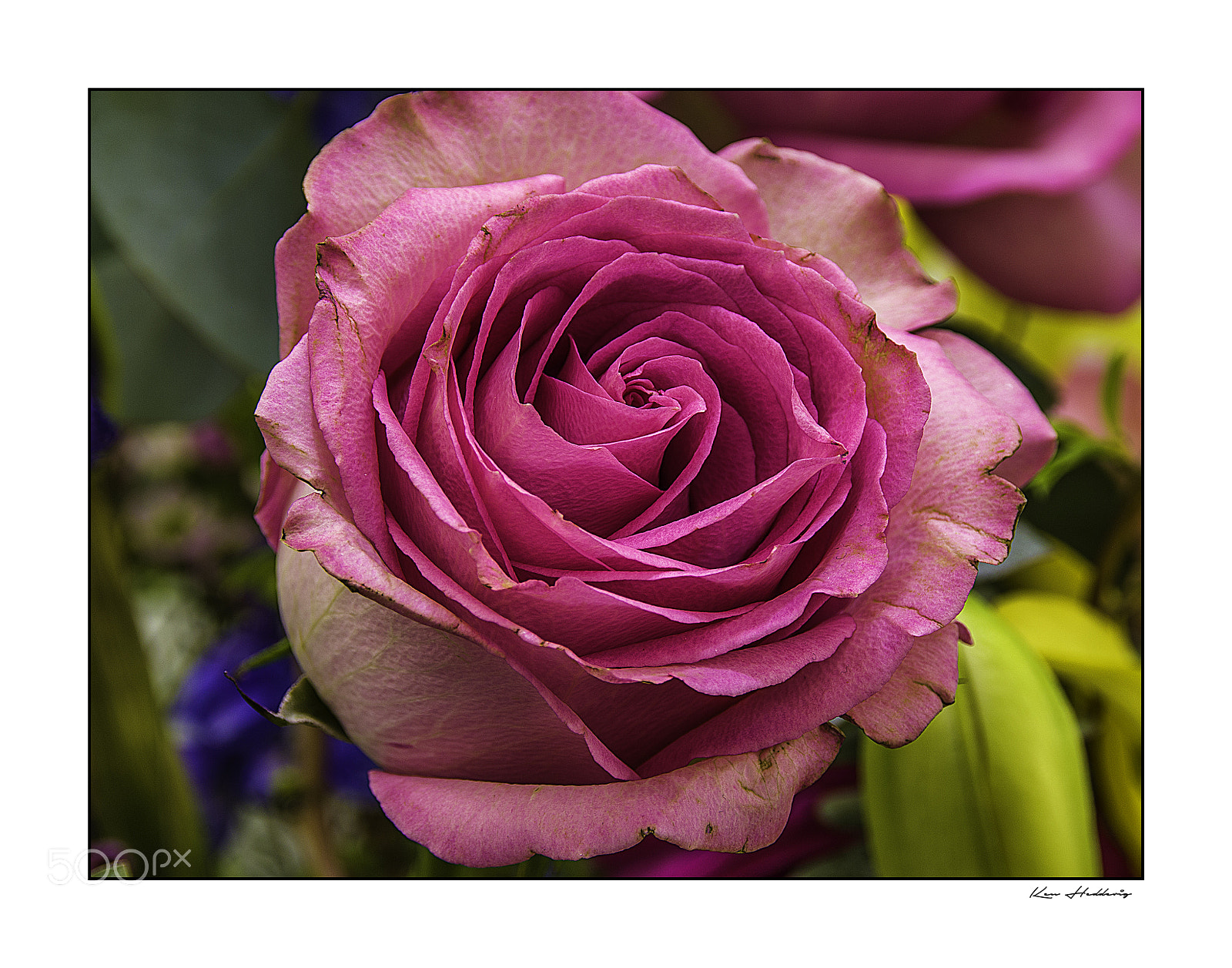 Pentax K-70 sample photo. Rose (x) photography