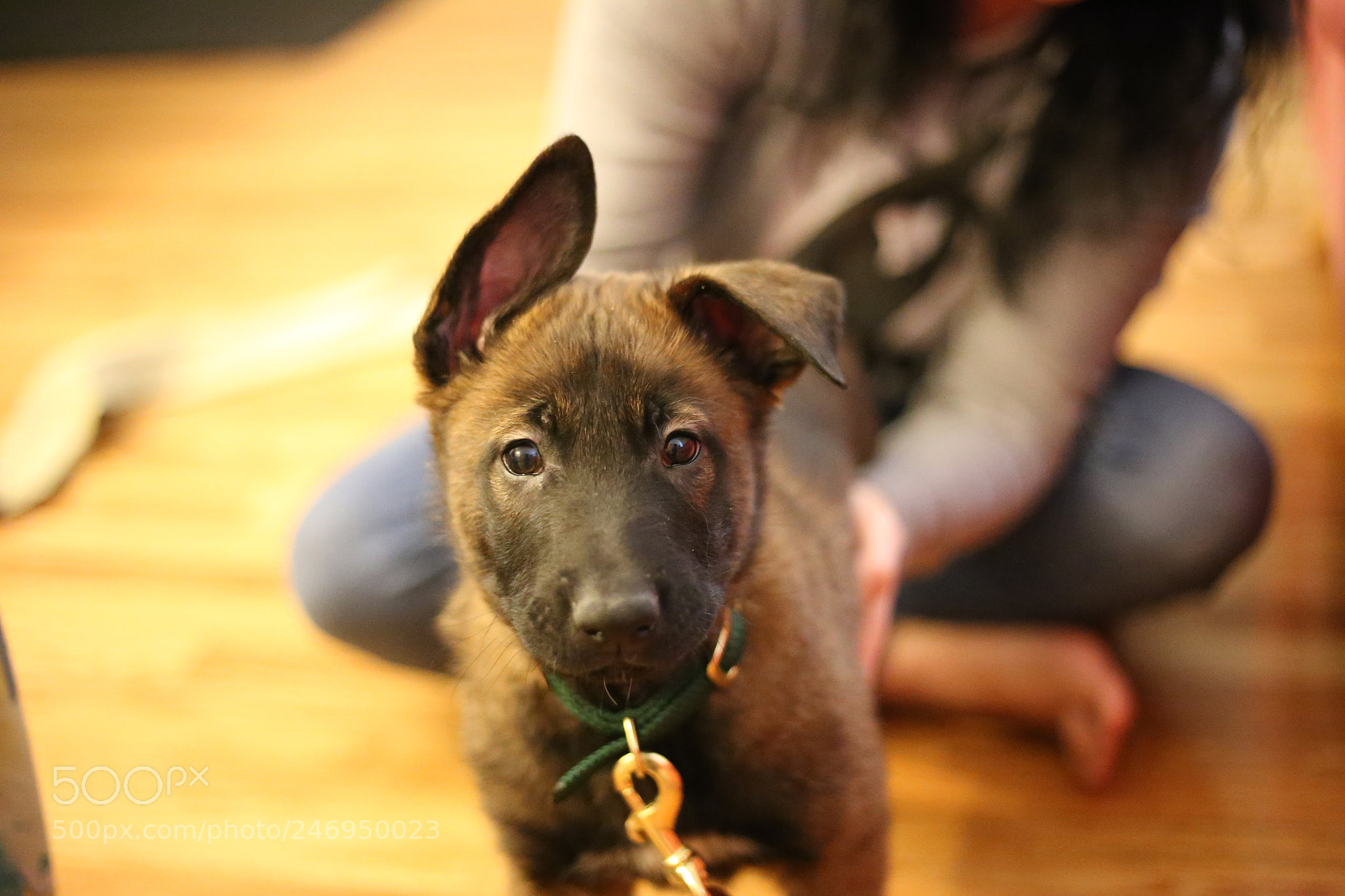 Canon EOS 6D + Canon EF 50mm F1.8 STM sample photo. Mosin the malinois photography