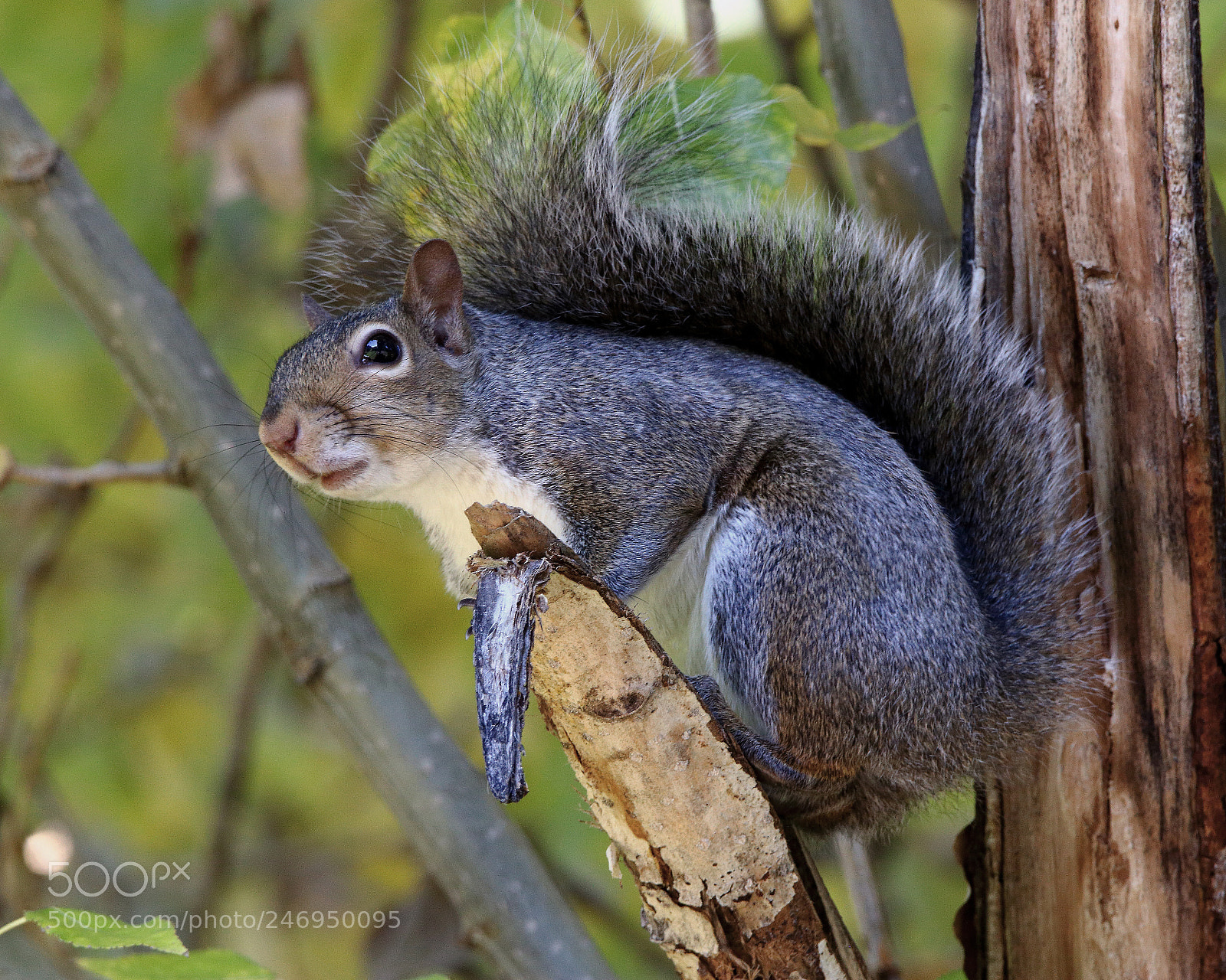 Canon EOS 750D (EOS Rebel T6i / EOS Kiss X8i) sample photo. Life and limb photography