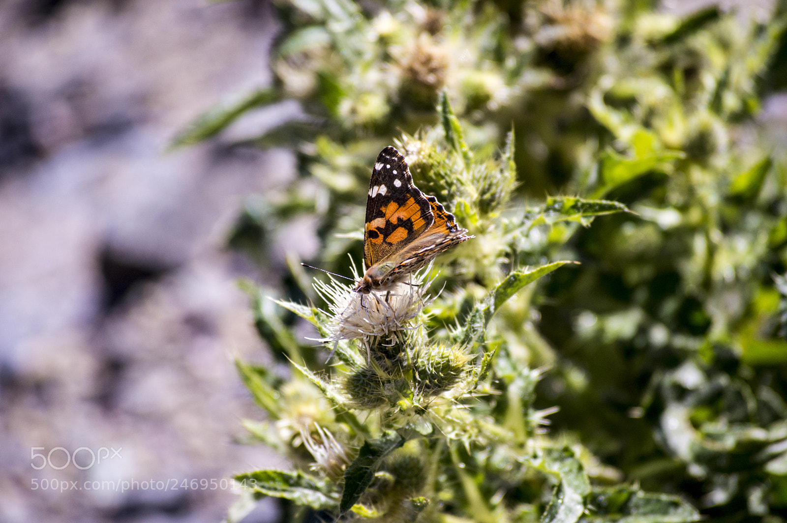 Nikon D3200 sample photo. Butterfly on plant photography