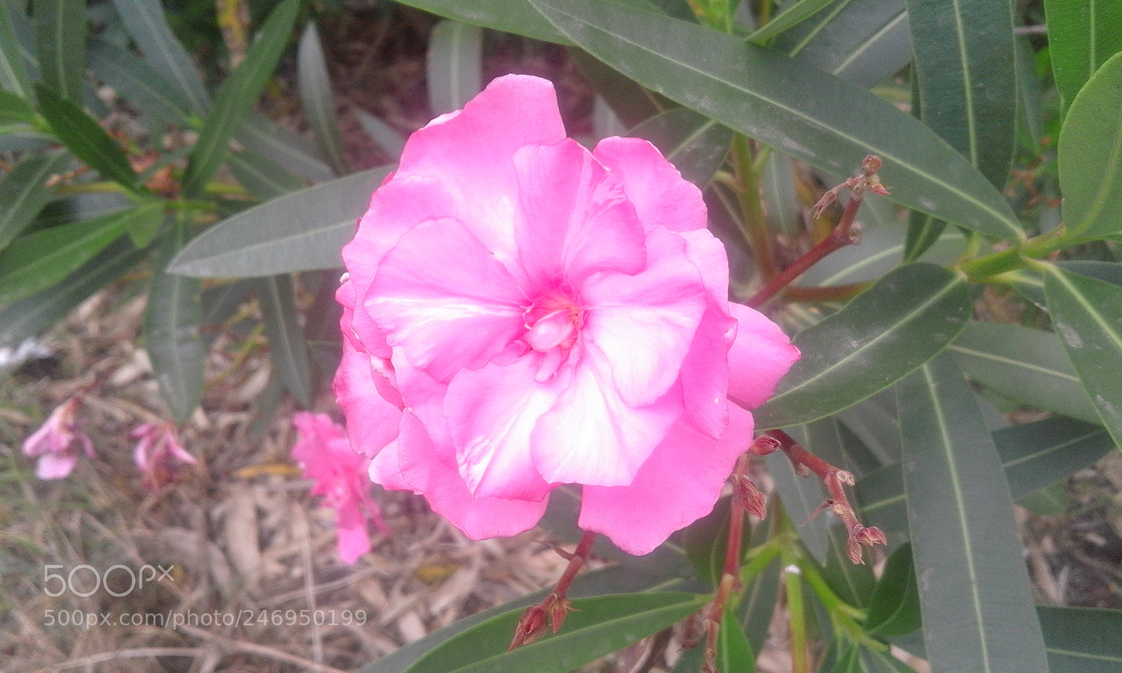 Samsung Galaxy J1 sample photo. 20170526_142253.jpg photography