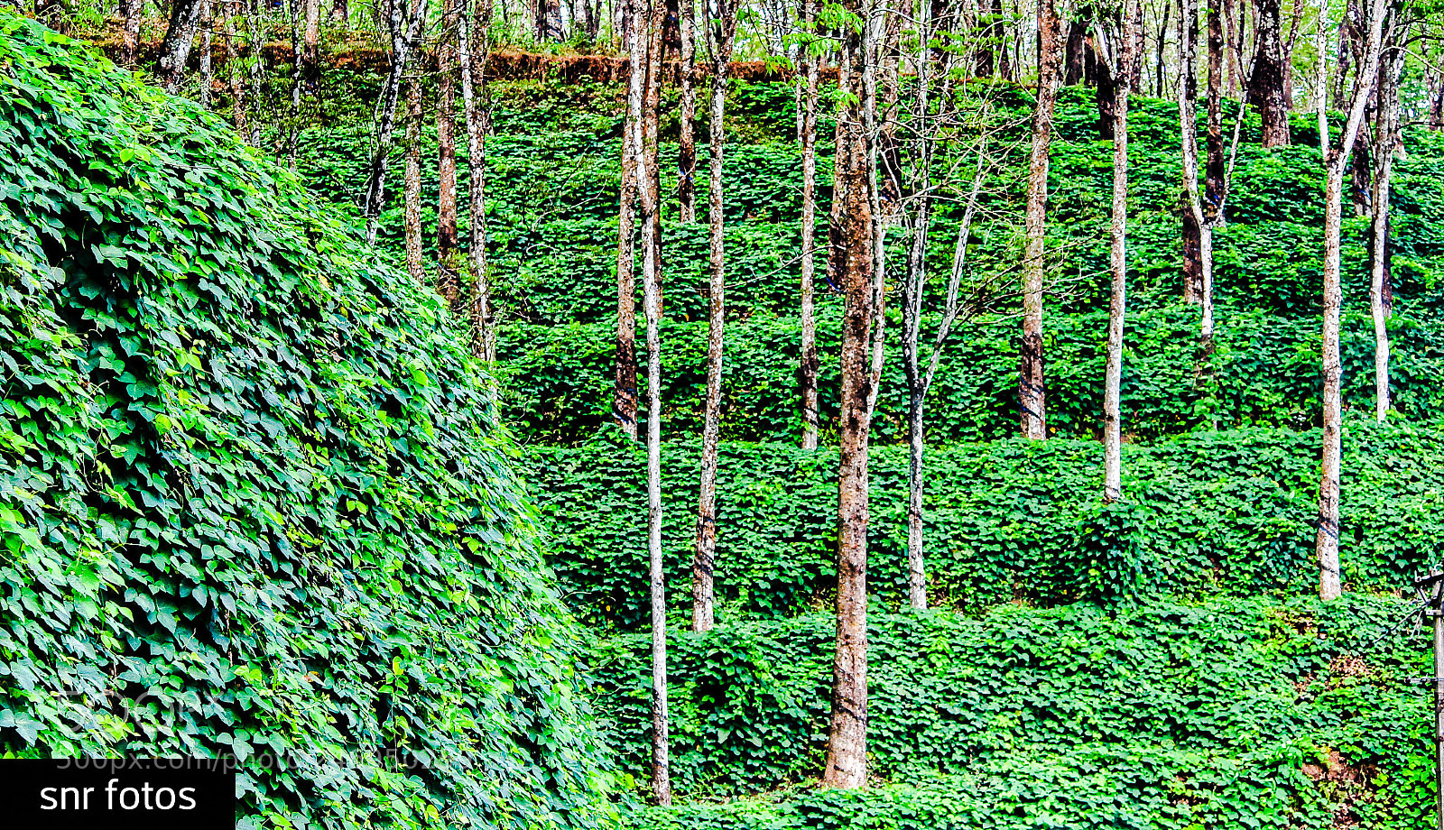 Canon EOS 1200D (EOS Rebel T5 / EOS Kiss X70 / EOS Hi) sample photo. Green steps & wall... photography