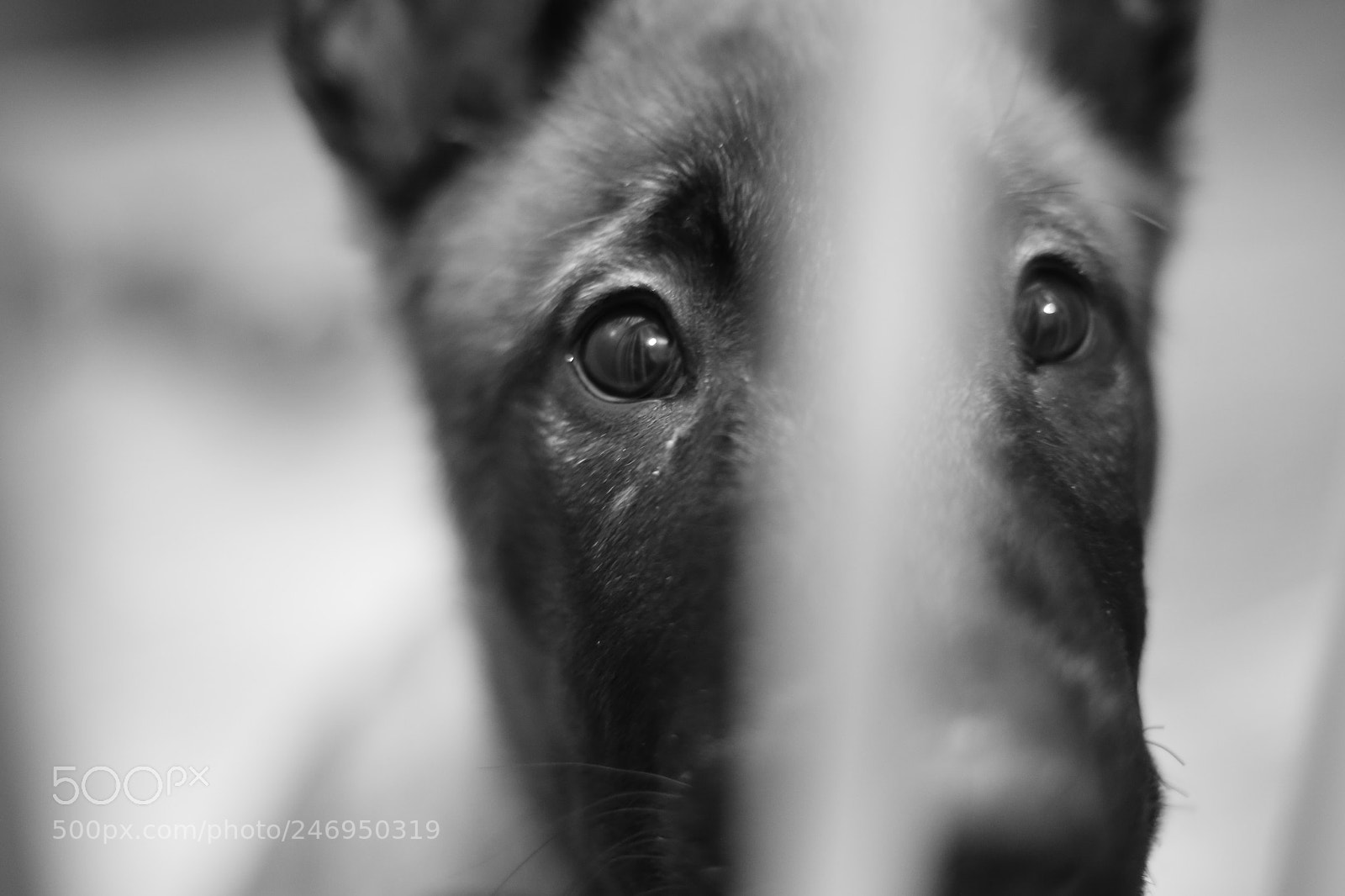Canon EOS 6D + Canon EF 50mm F1.8 STM sample photo. Mosin the malinois photography