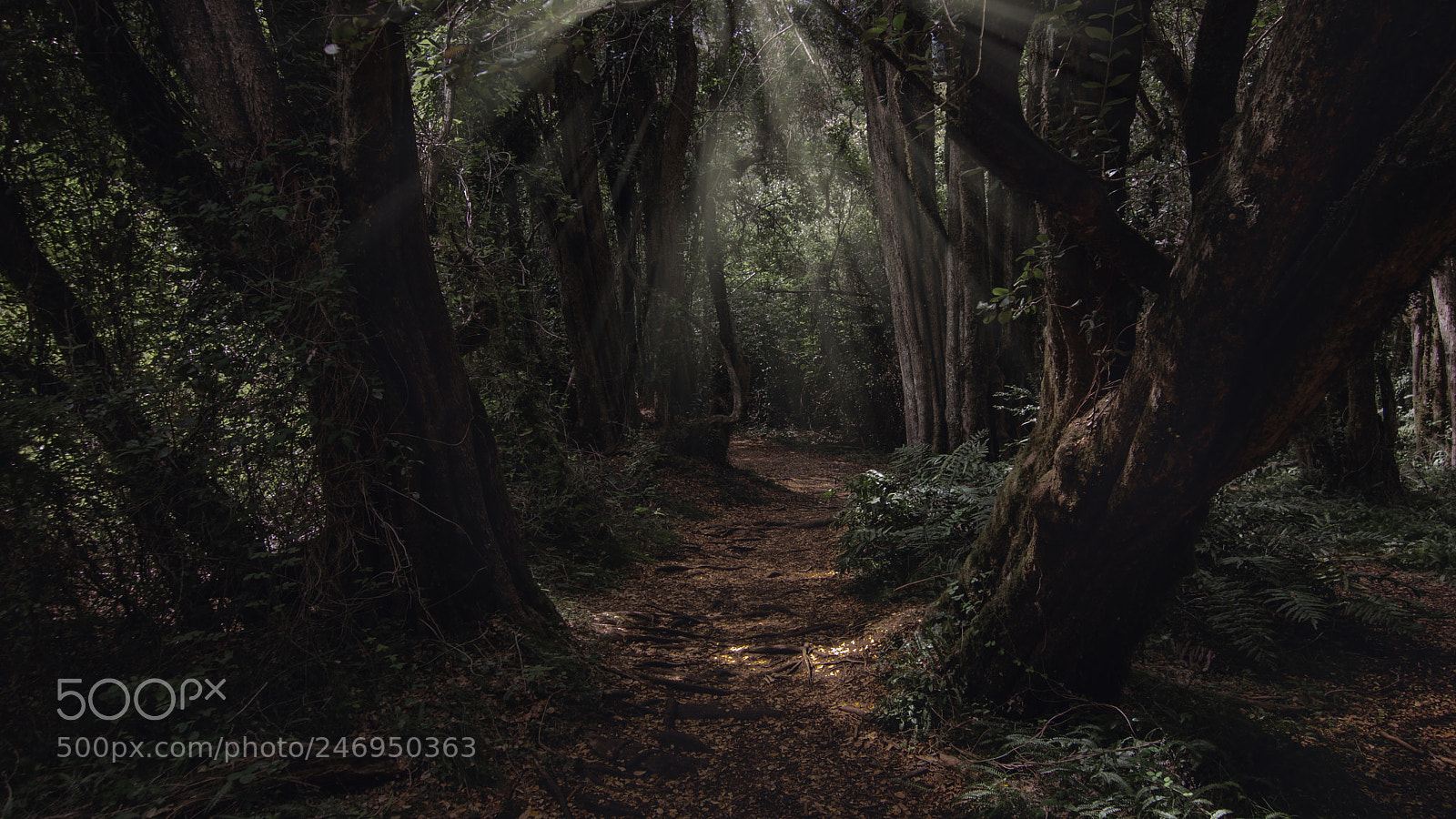 Canon EOS 650D (EOS Rebel T4i / EOS Kiss X6i) sample photo. Dark forest photography