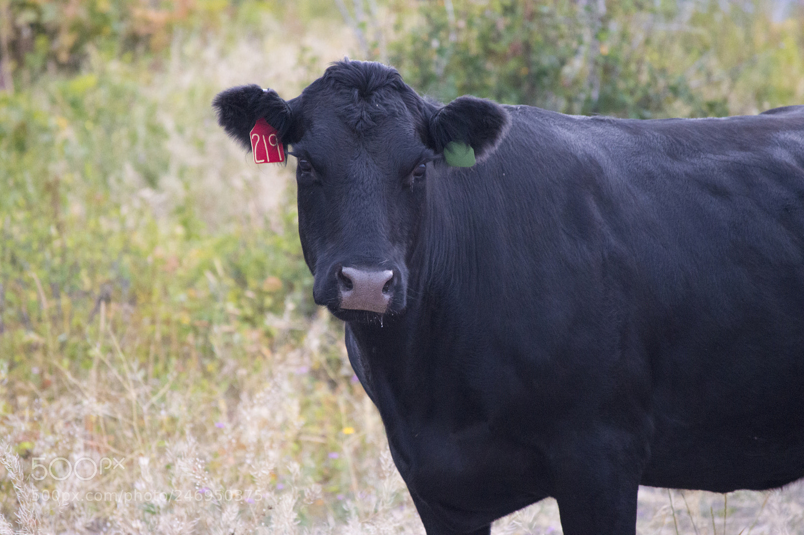 Nikon D3200 sample photo. Cow in montana photography