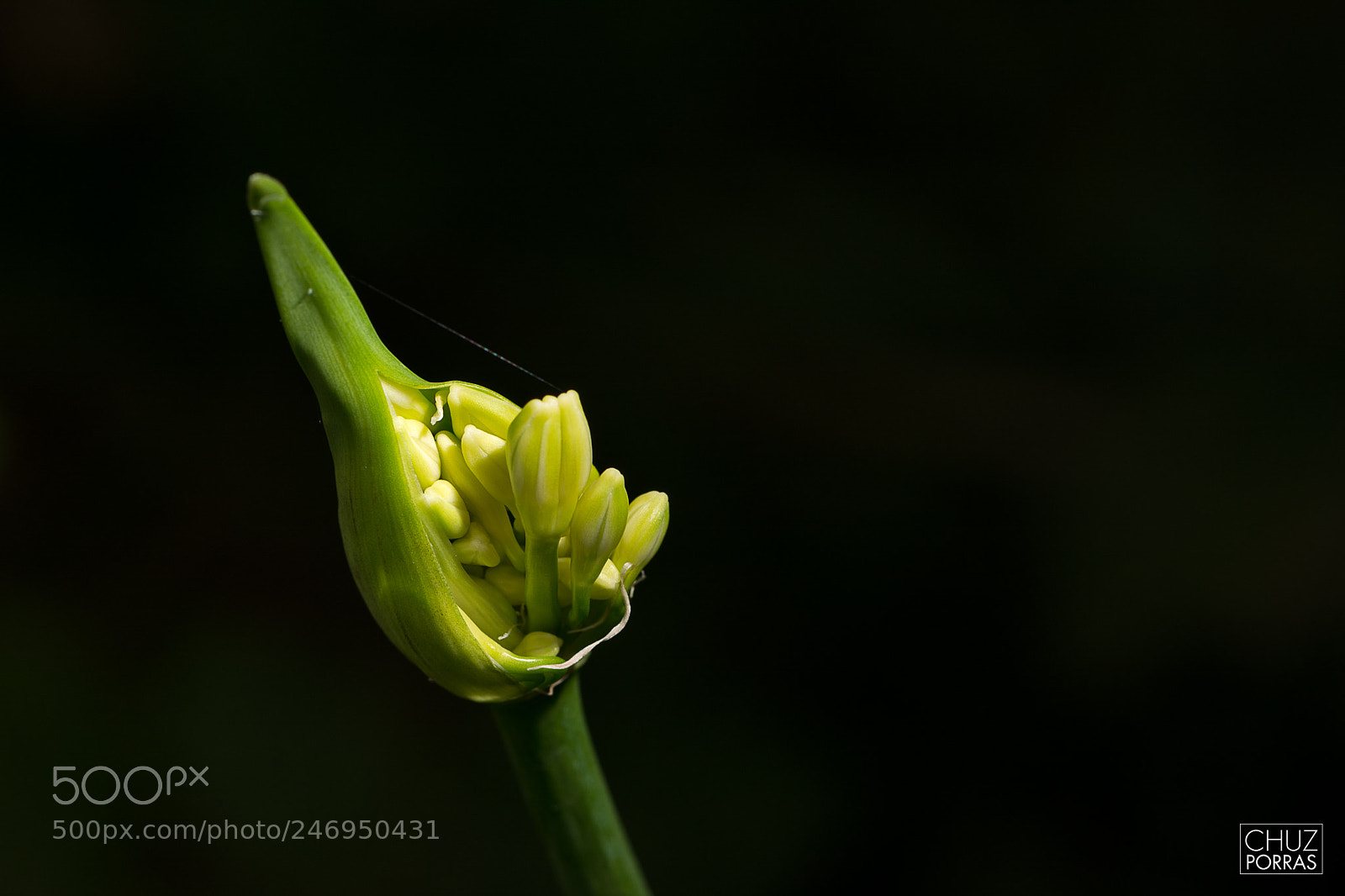 Nikon D7100 sample photo. Opening photography