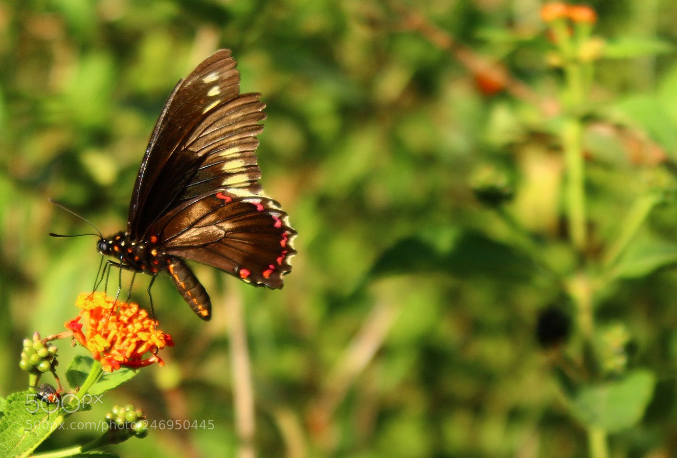 Canon EOS 1300D (EOS Rebel T6 / EOS Kiss X80) sample photo. Euryades corethrus photography