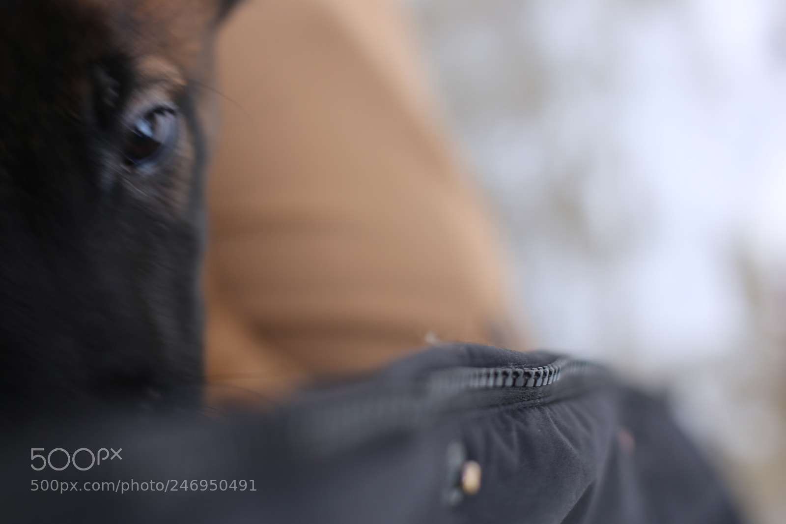 Canon EOS 6D + Canon EF 50mm F1.8 STM sample photo. Puppy's eye photography