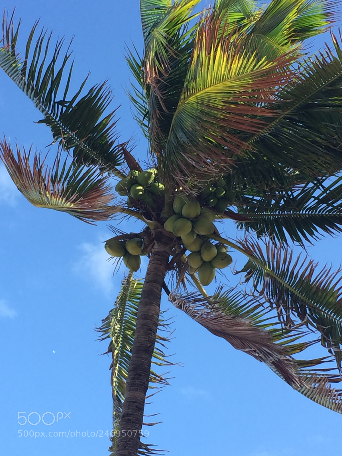 Apple iPhone 6 sample photo. Img photography